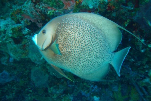 Angelfish