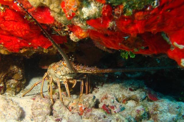 Another large lobster