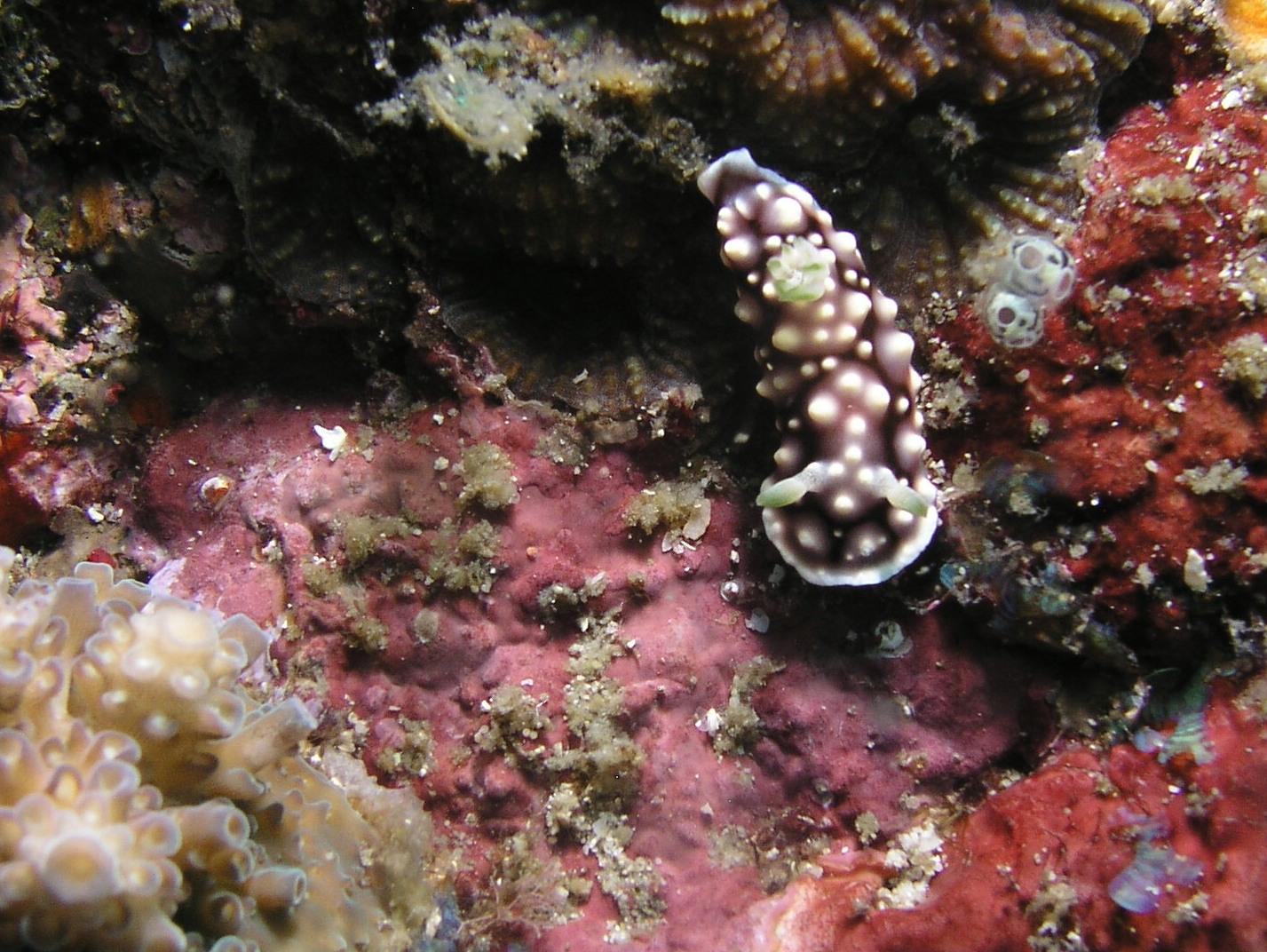 another nudi