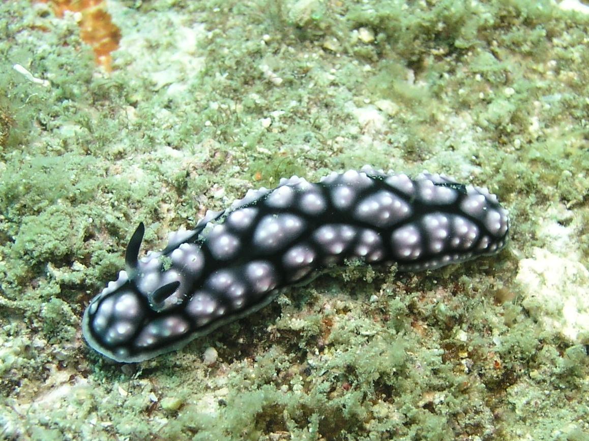 another nudi