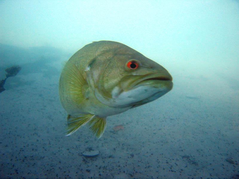 Aquarena5