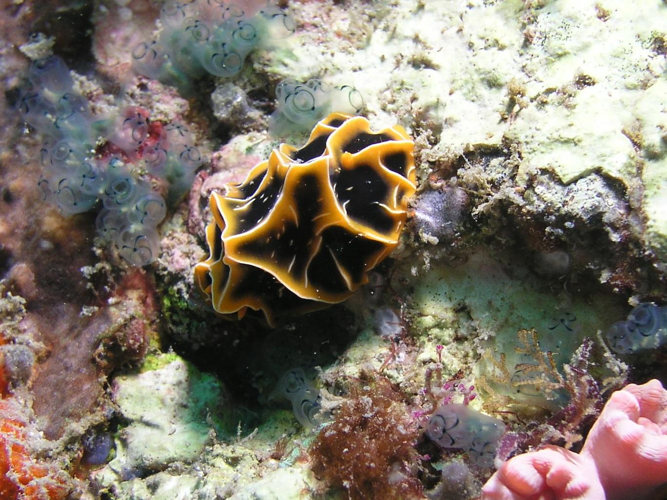 armored nudi