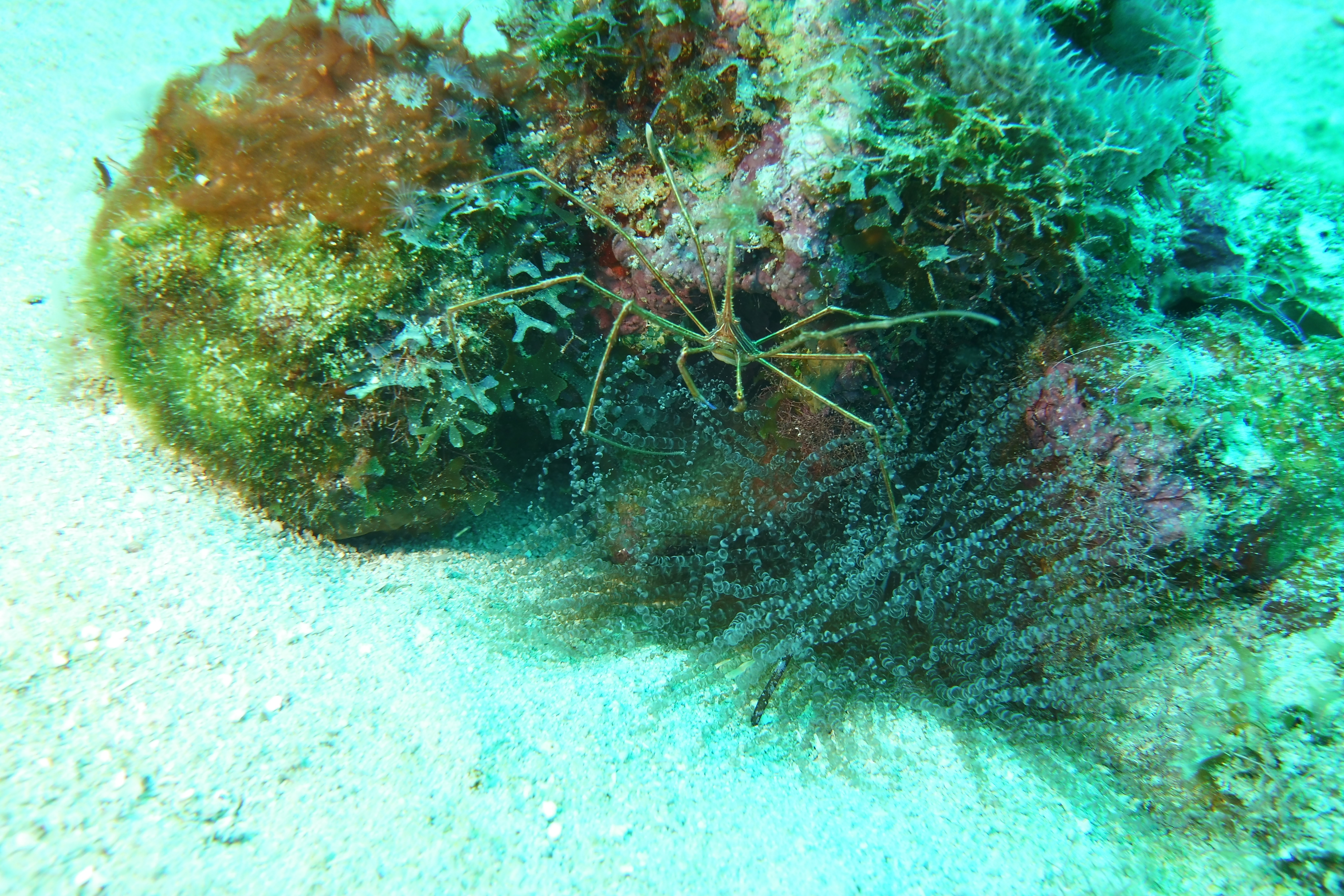 Arrow crab and peterson shrimp