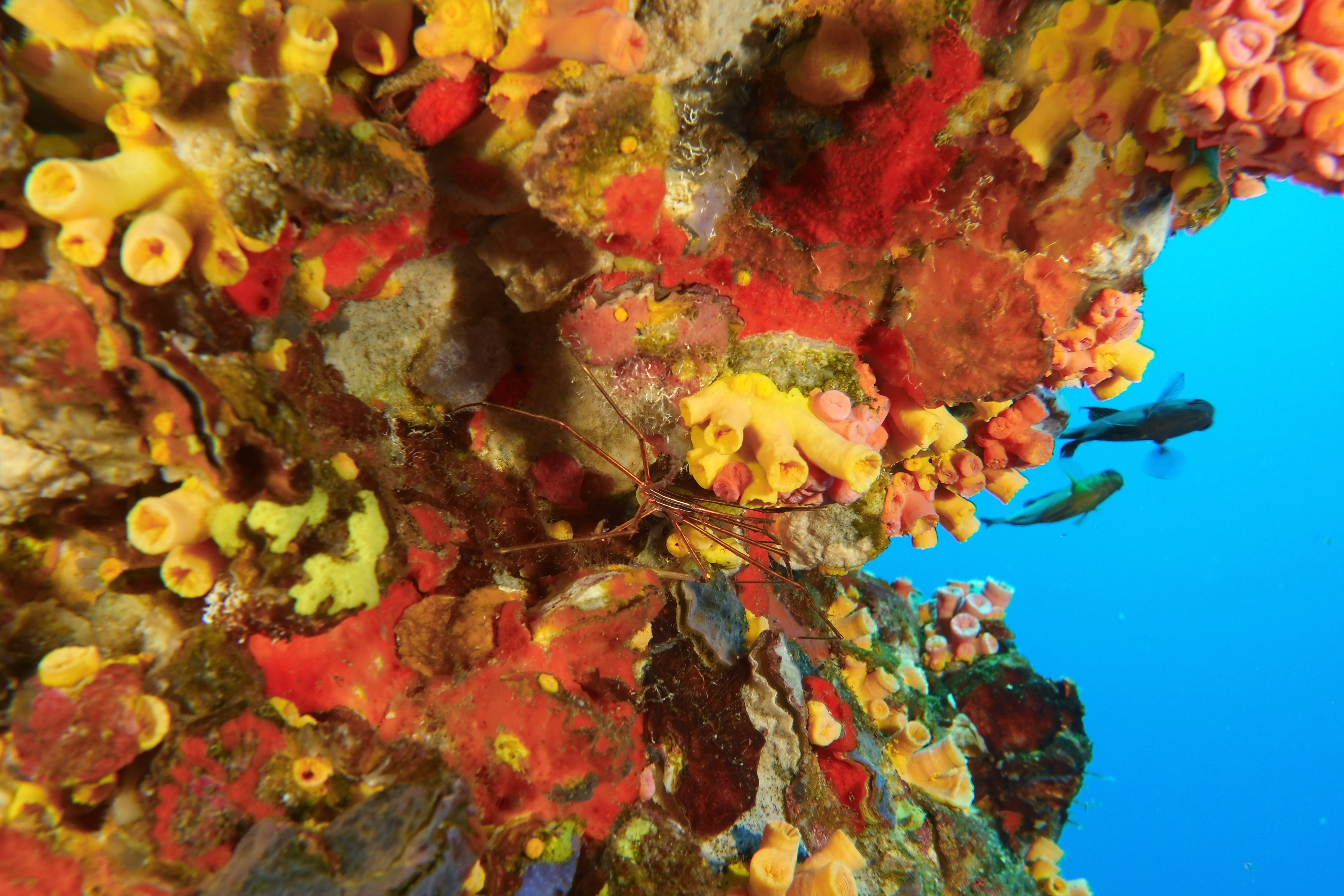 Arrow Crab on colorful coral attached to rig leg