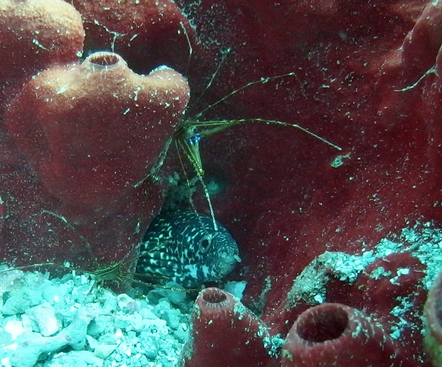 Arrow Crab With Moray