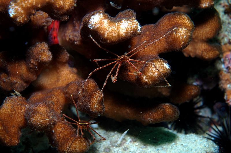Arrow Crabs