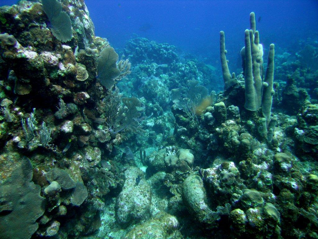 Artificial Reef Sunk in Anger