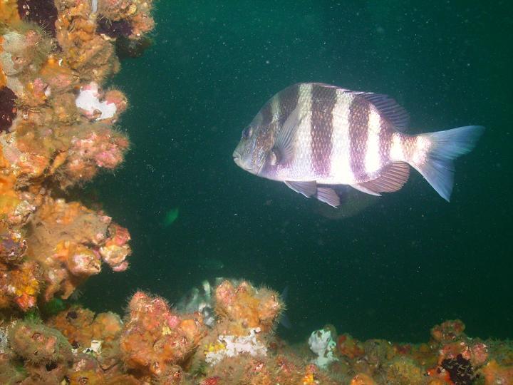 August 2010 - Rig Dive from Freeport