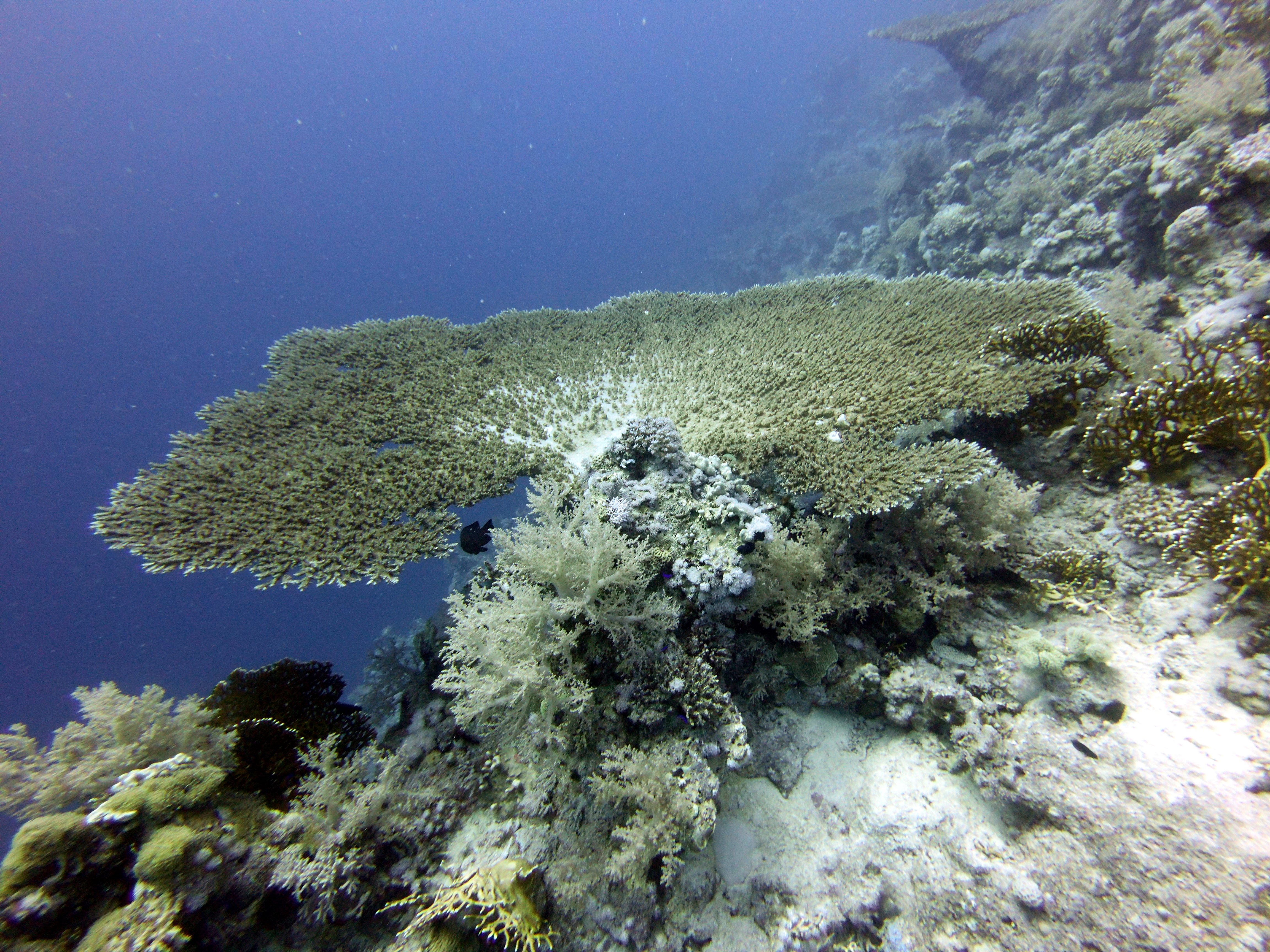 Back side of coral at Lighthouse Reef