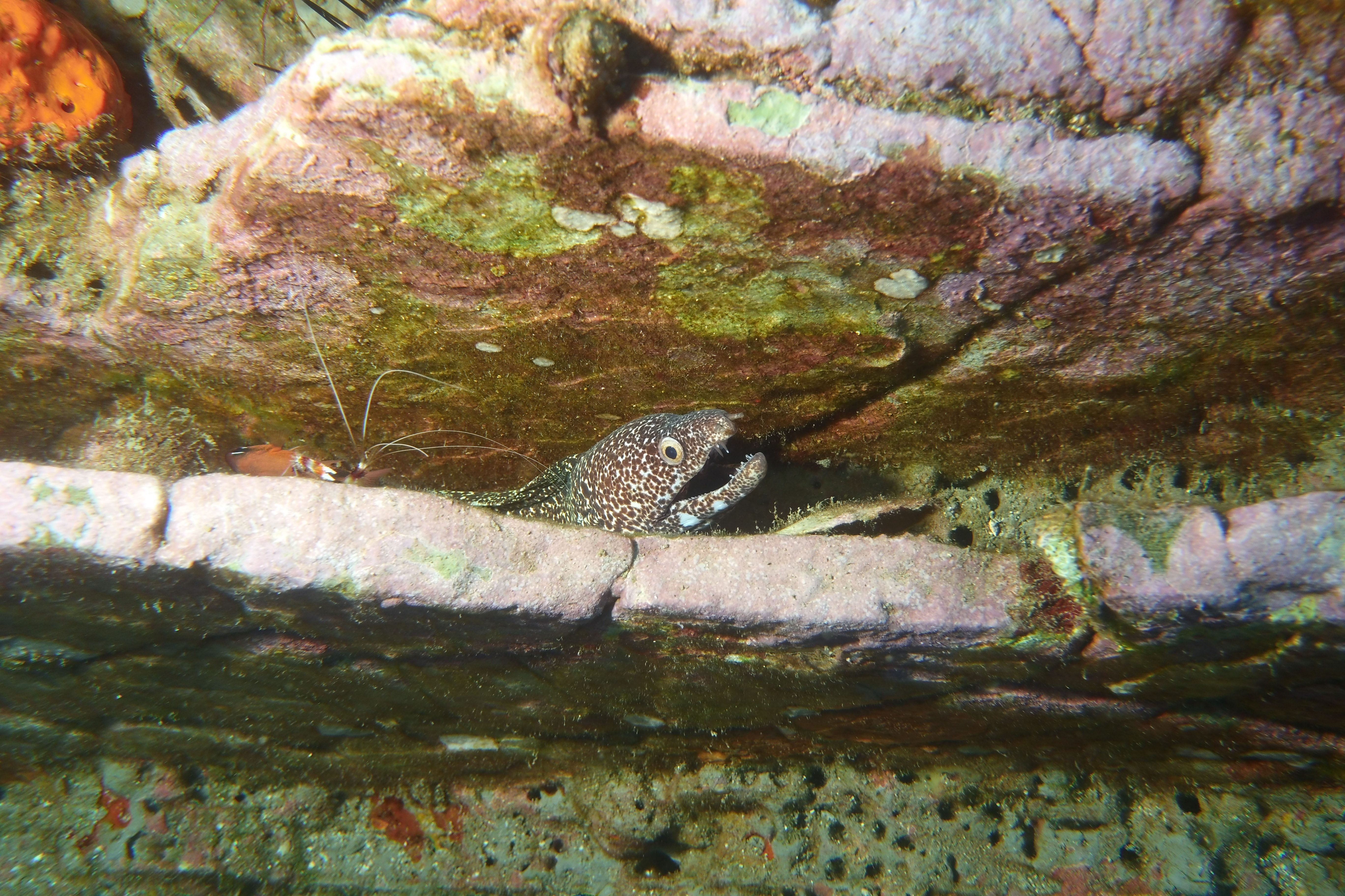 Banded Coral Shrimp and a spotted eel