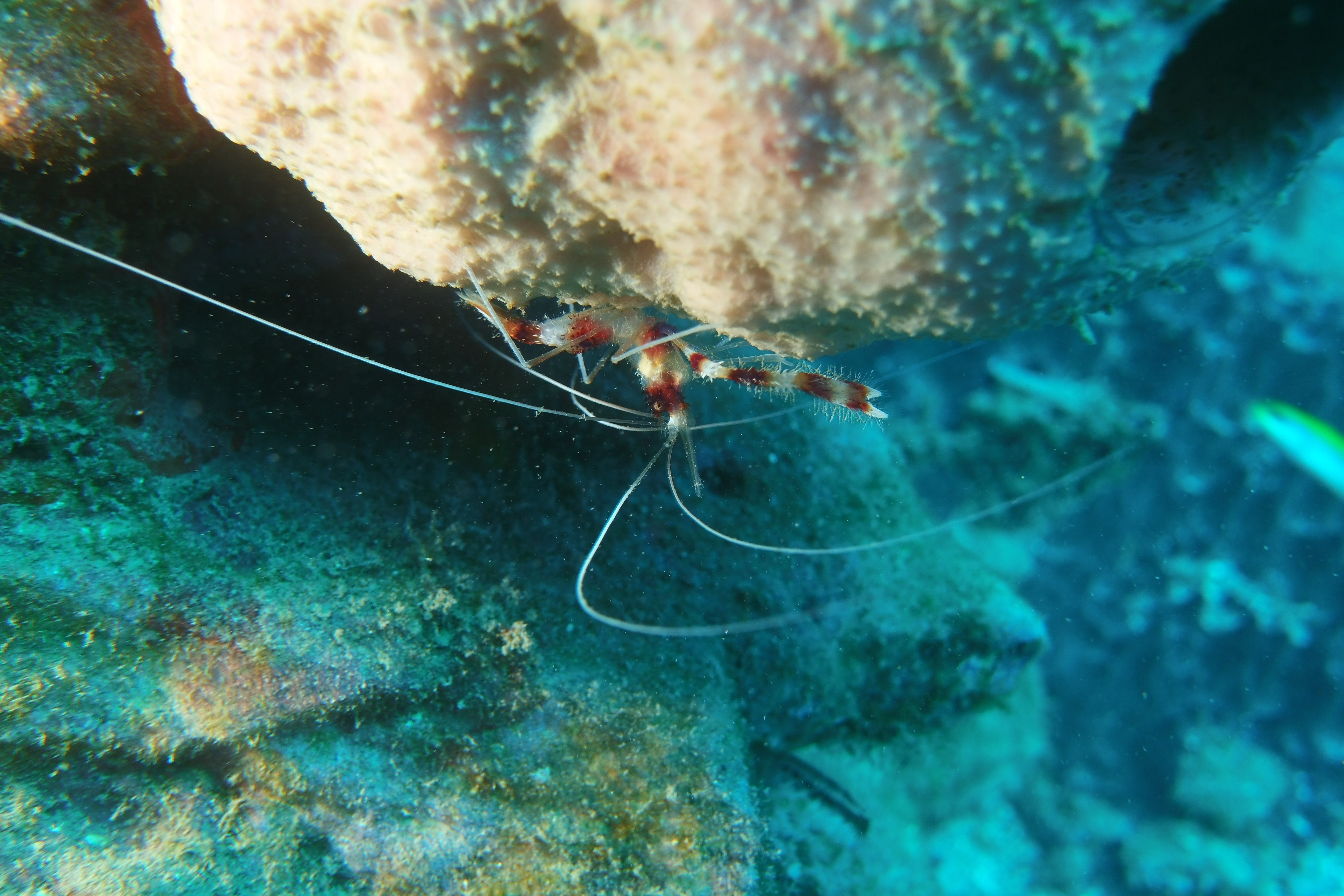 Banded Coral Shrimp closeup