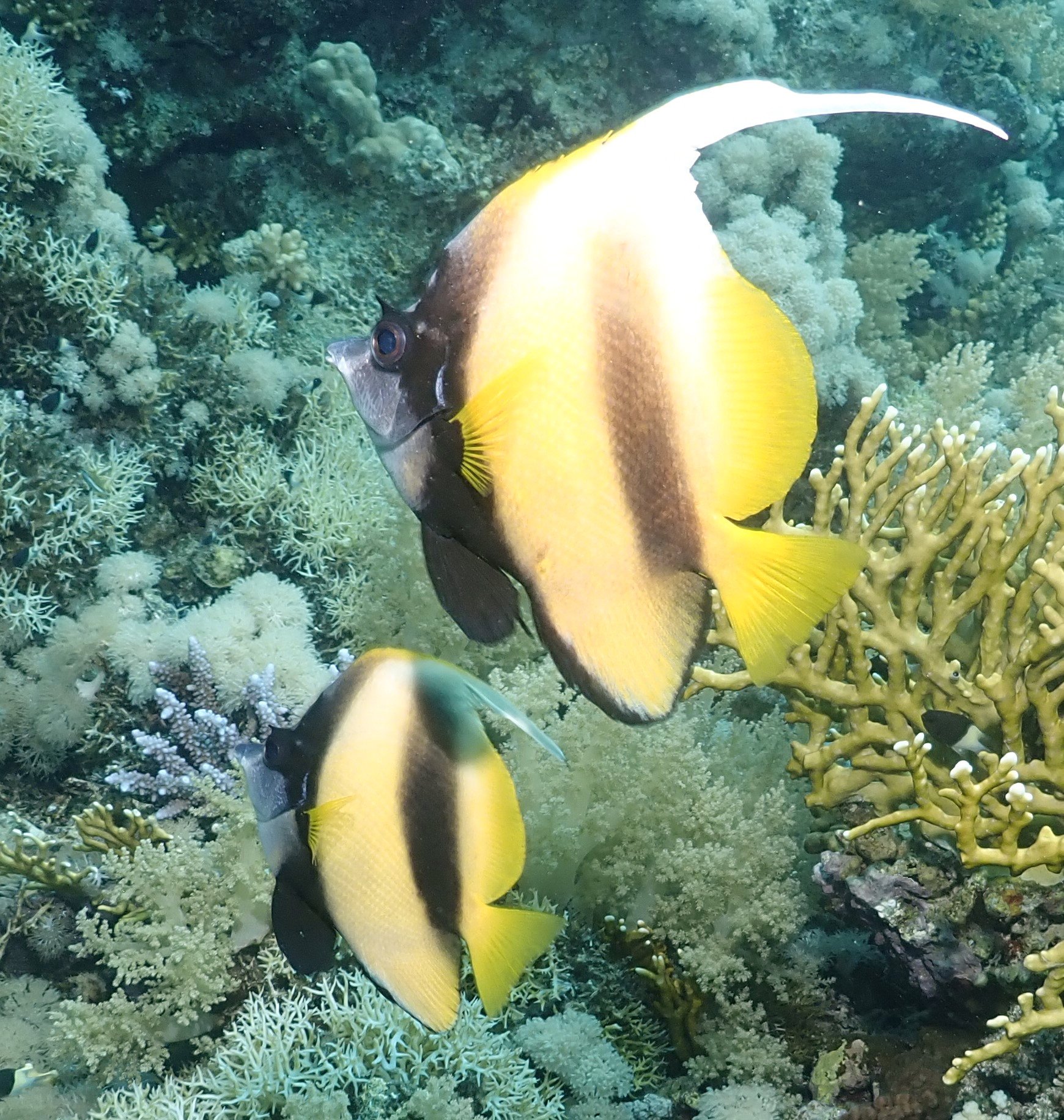 Bannerfish