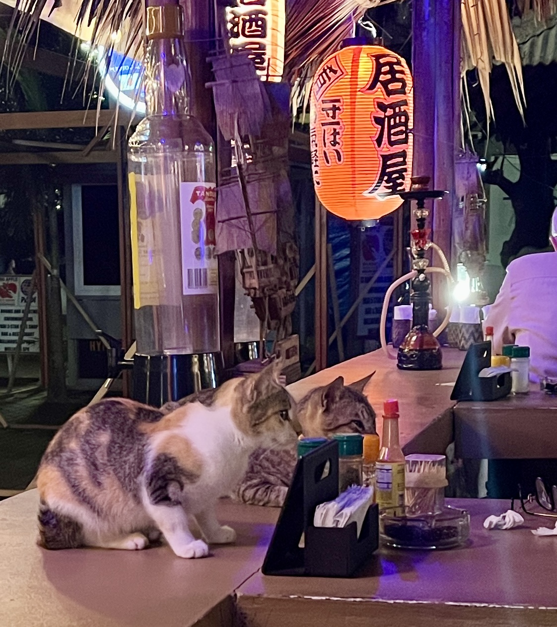 Bar cats