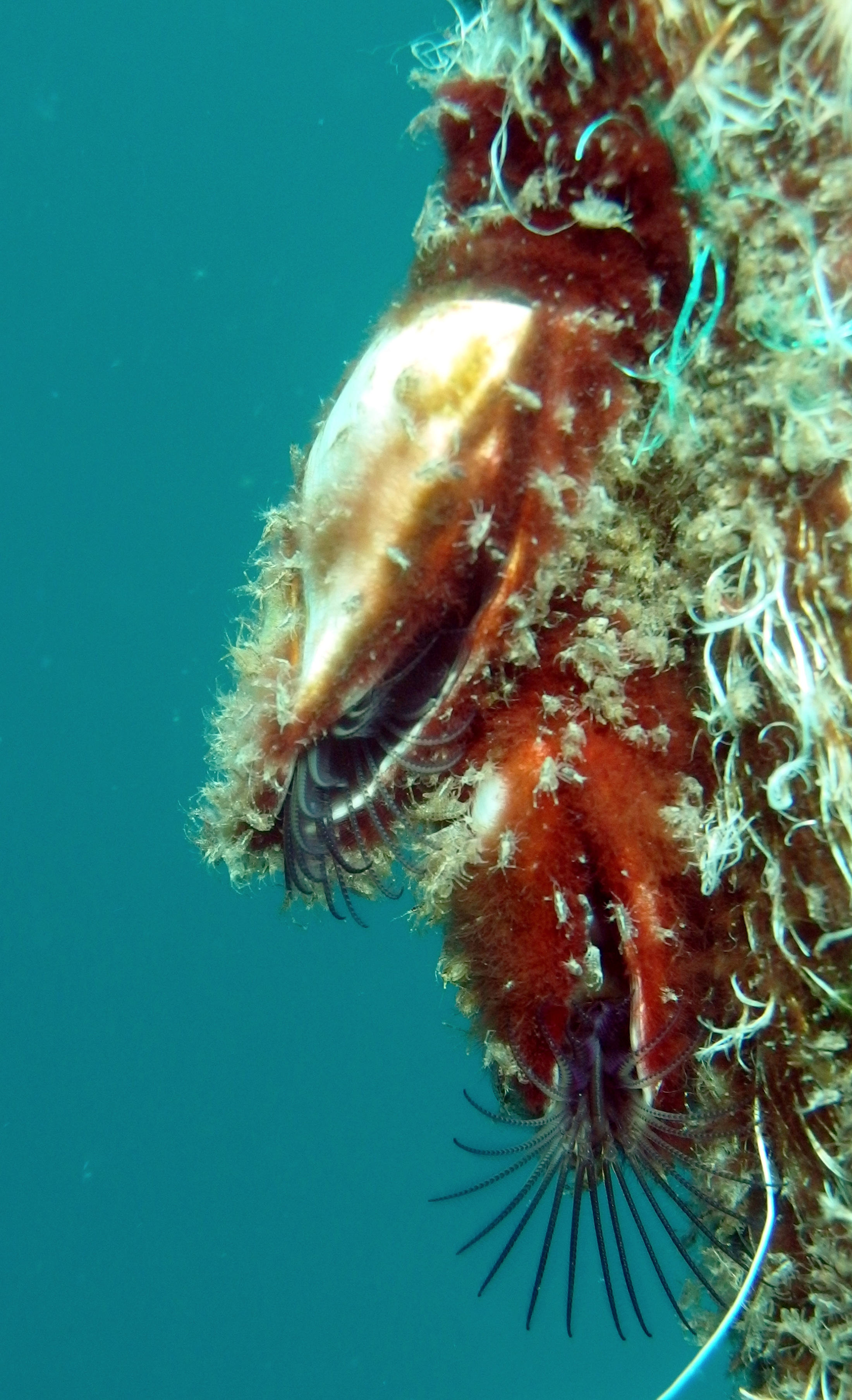 Barnacles On Rope