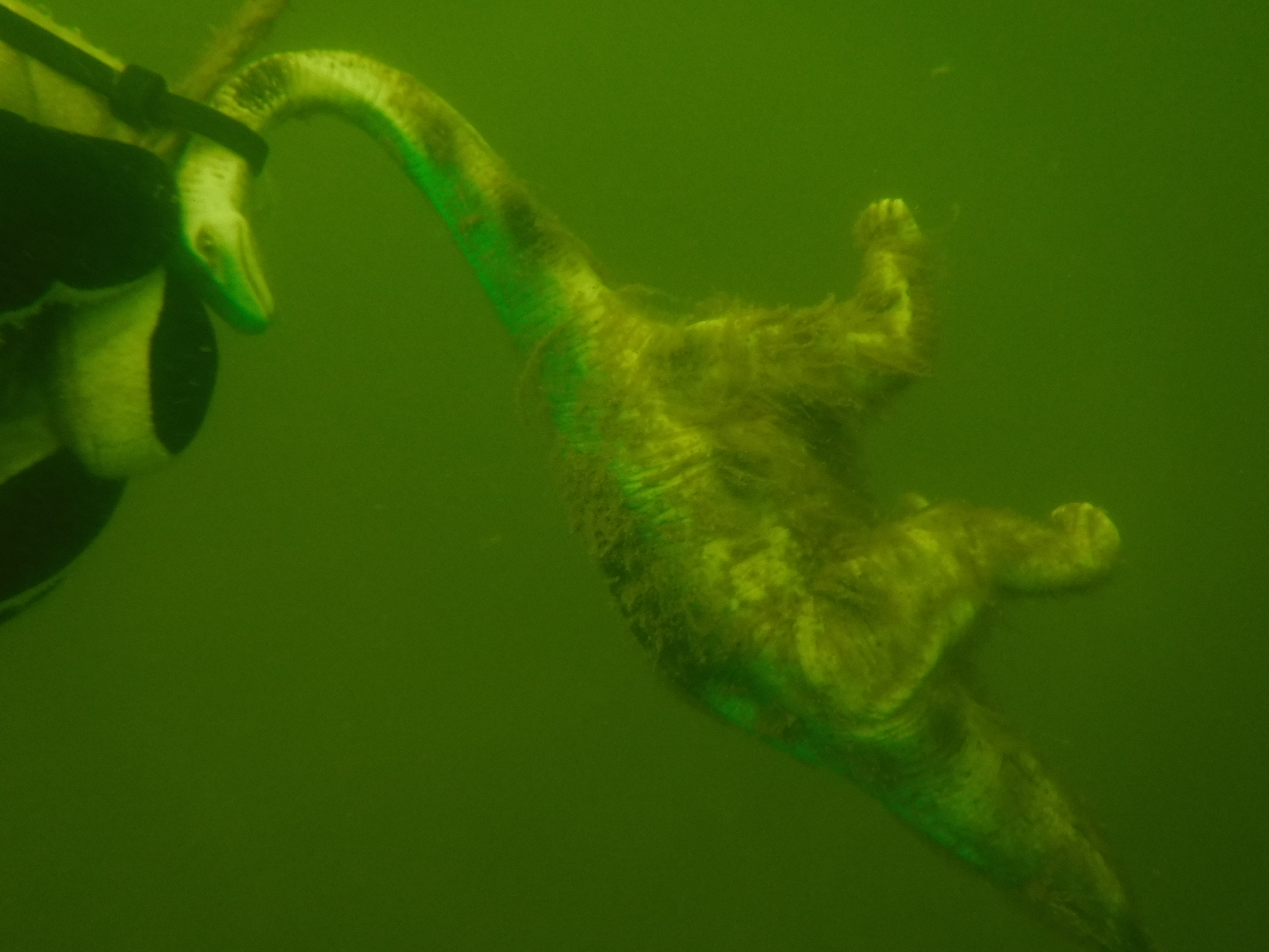 BDSM Dinosaur - April Lake Longhorn