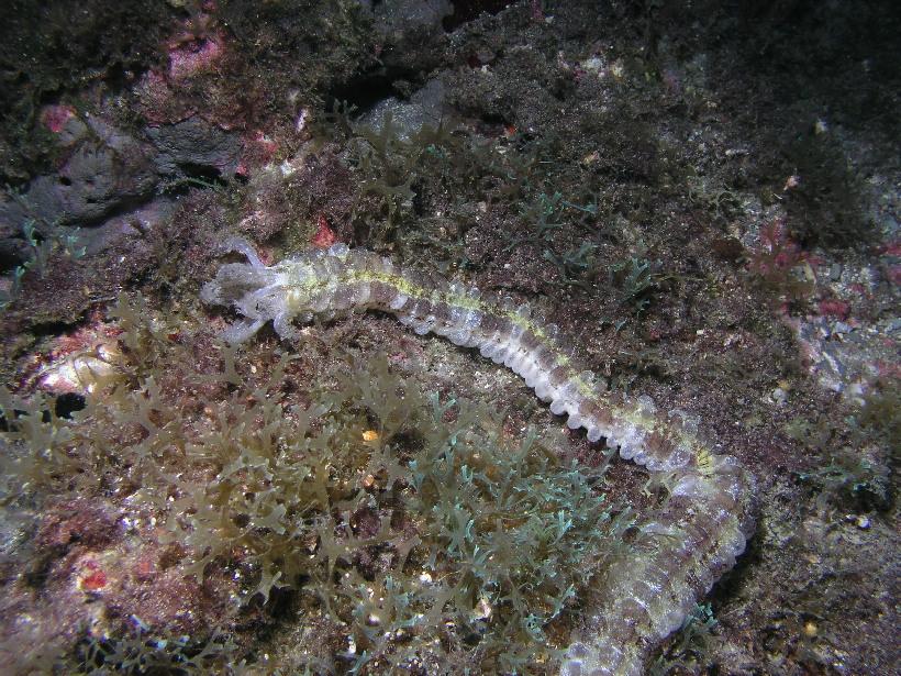 beaded sea cucumber