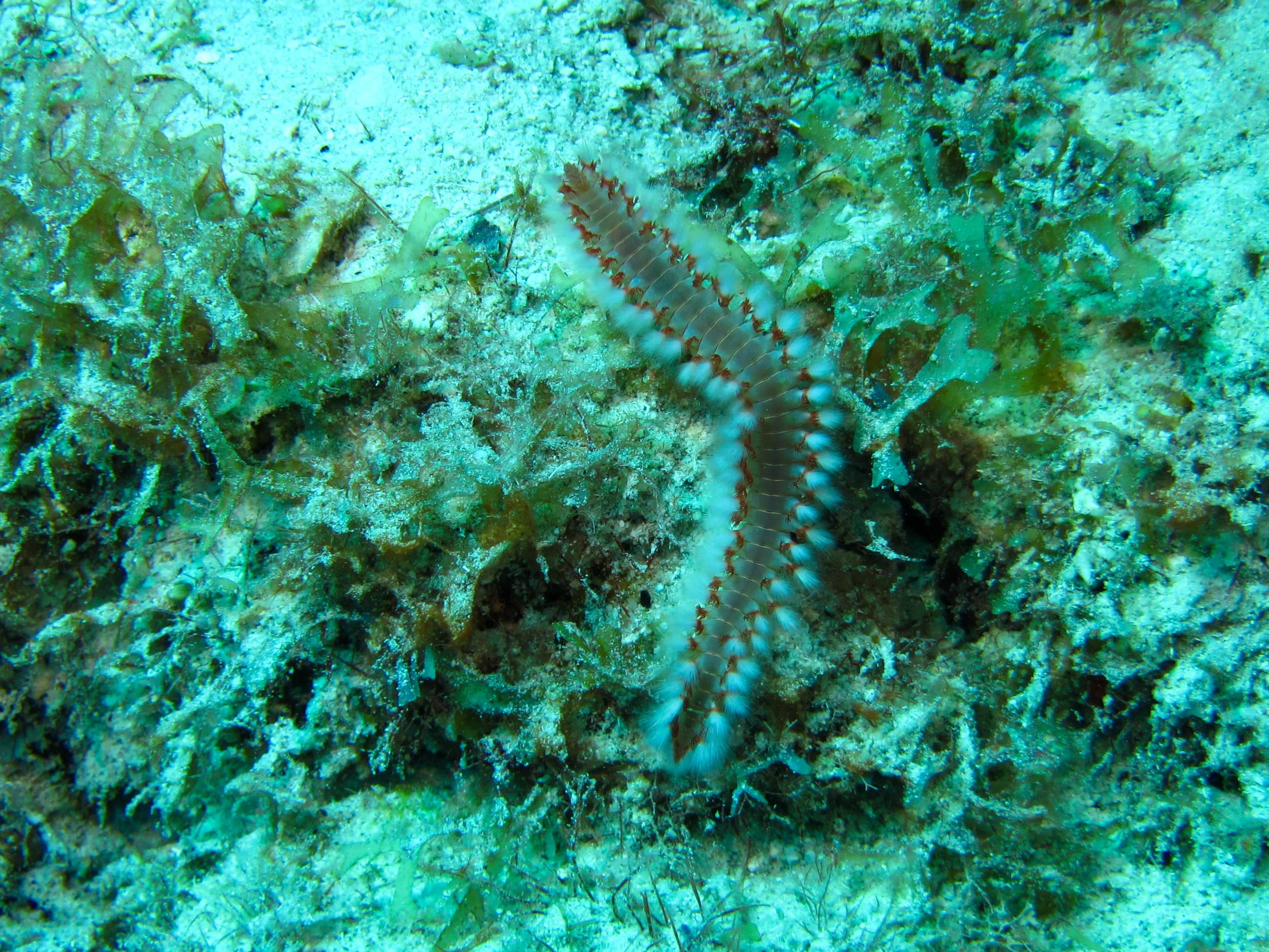 Bearded fireworm