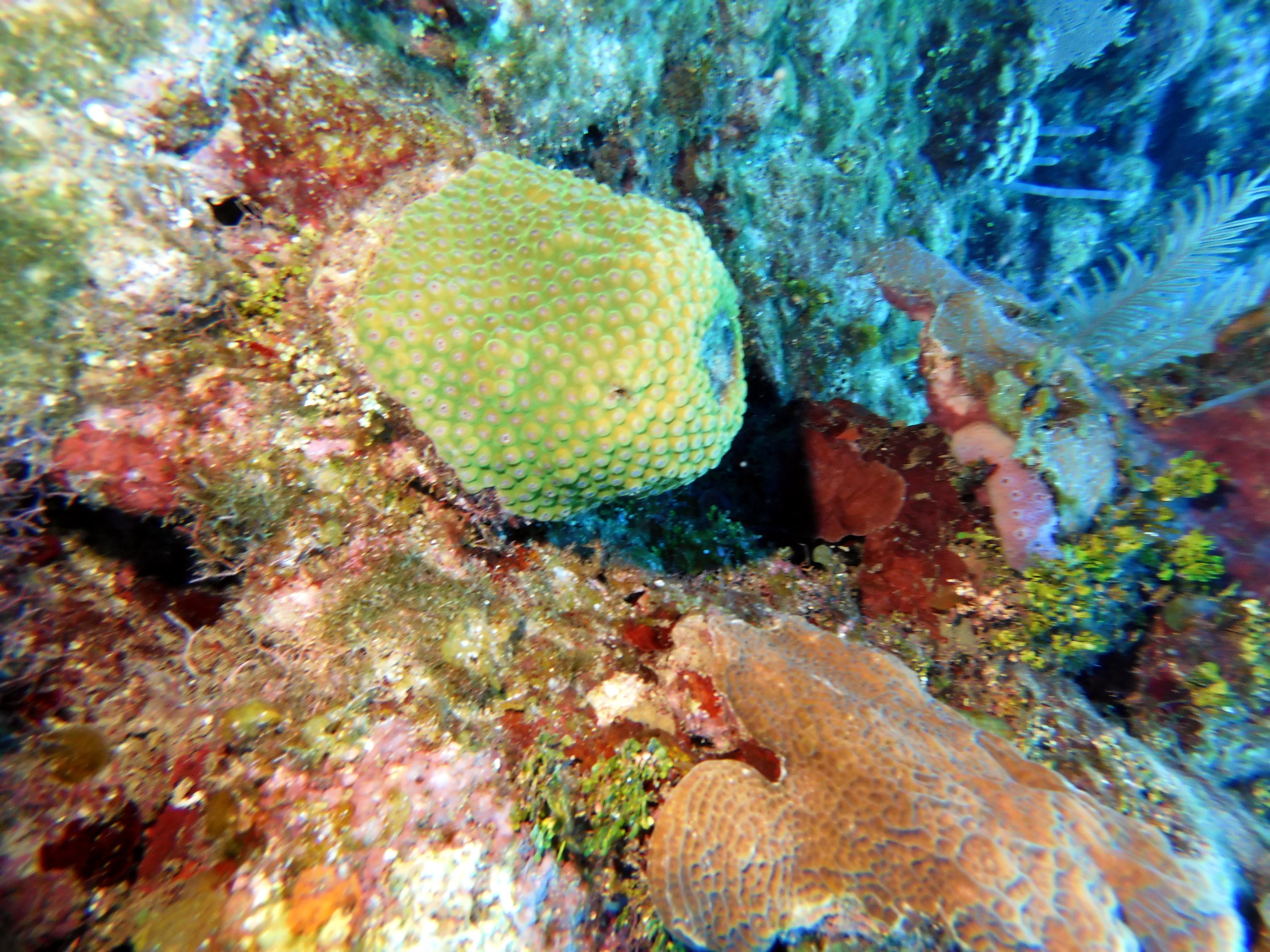 Beautiful coral at Pillar Coral