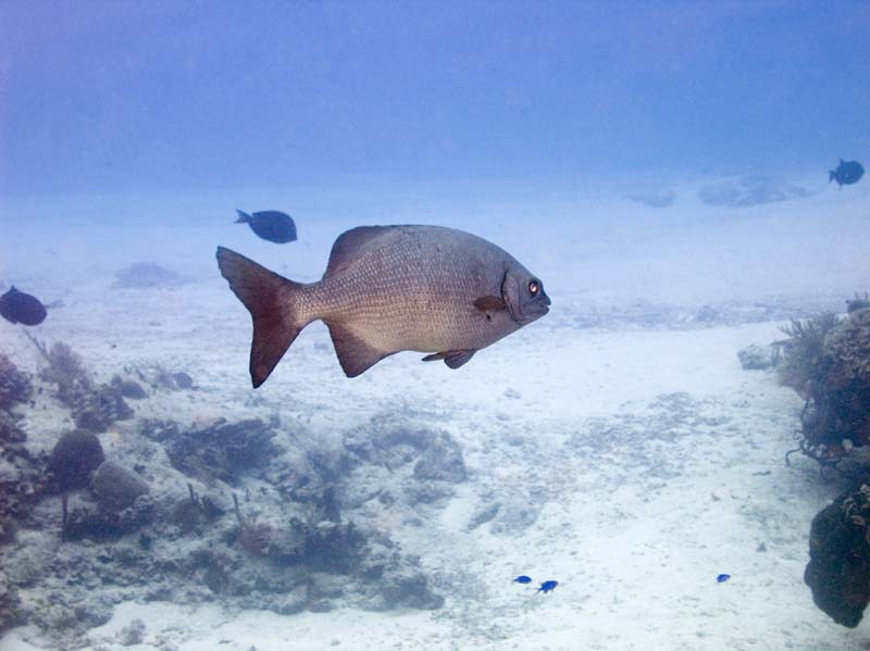 Belize Aggressor III