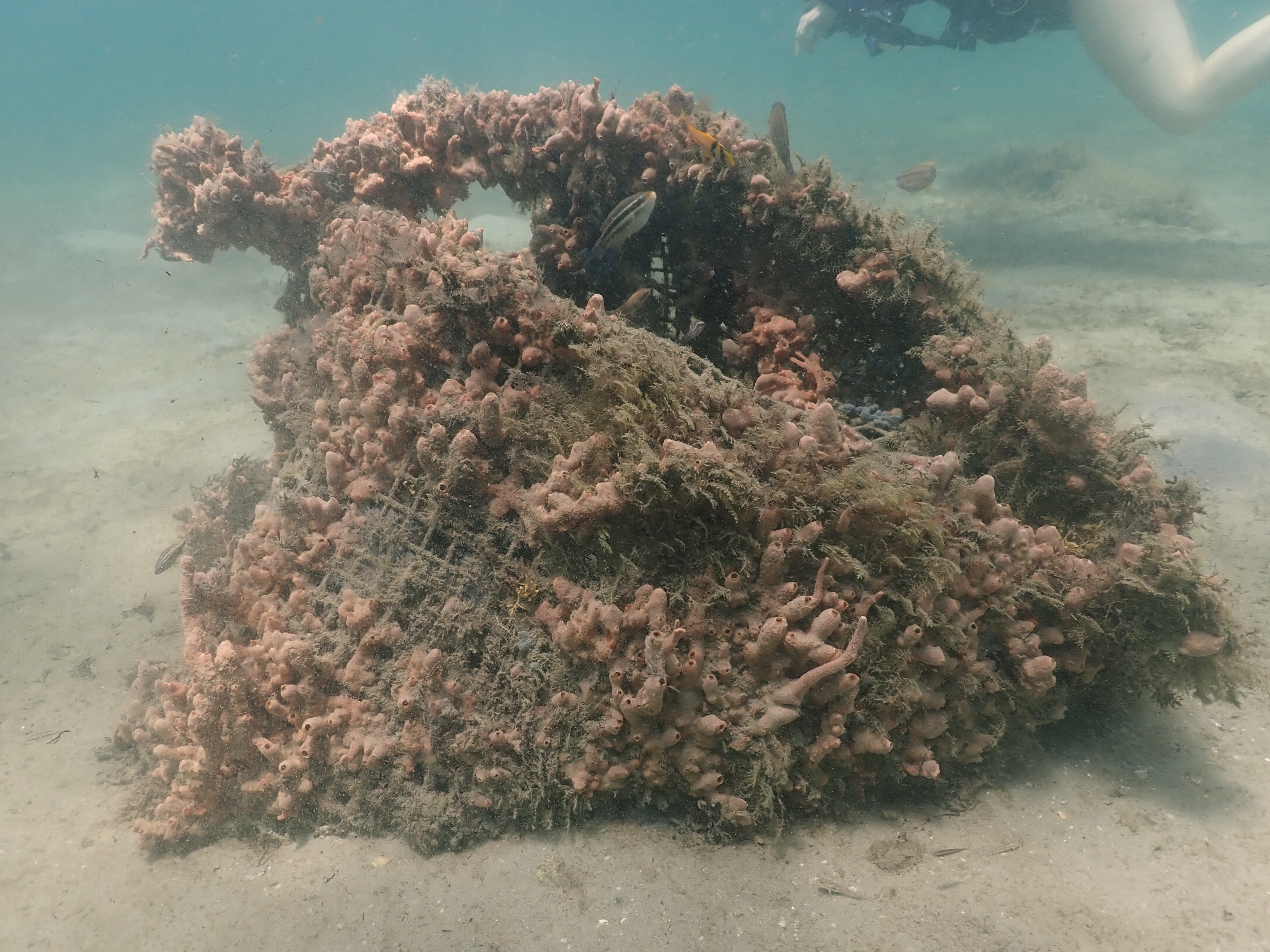 BHB reef material
