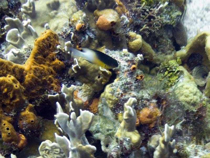 Bicolor damsel