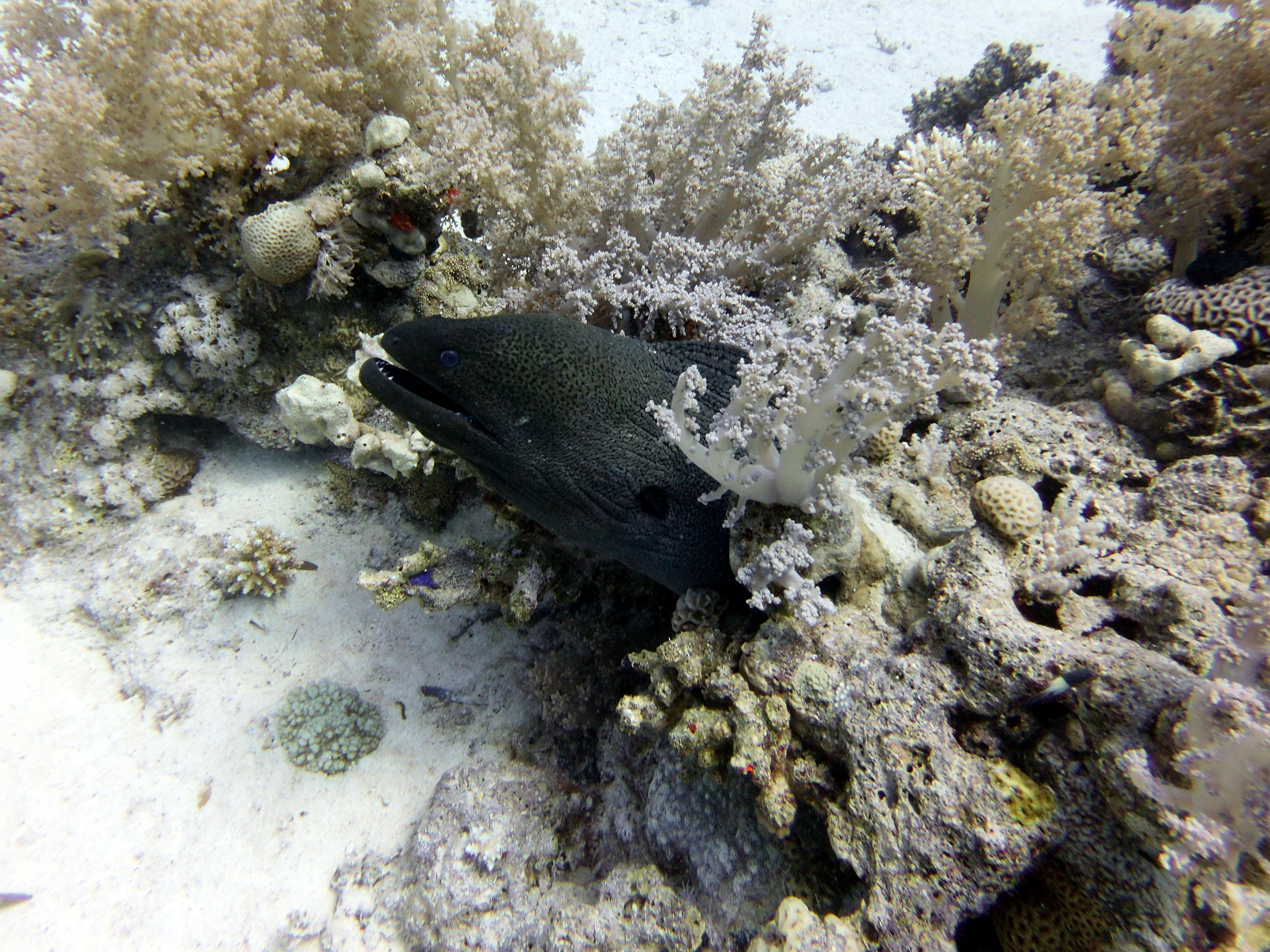Big ass moray eel at Lighthouse Reef