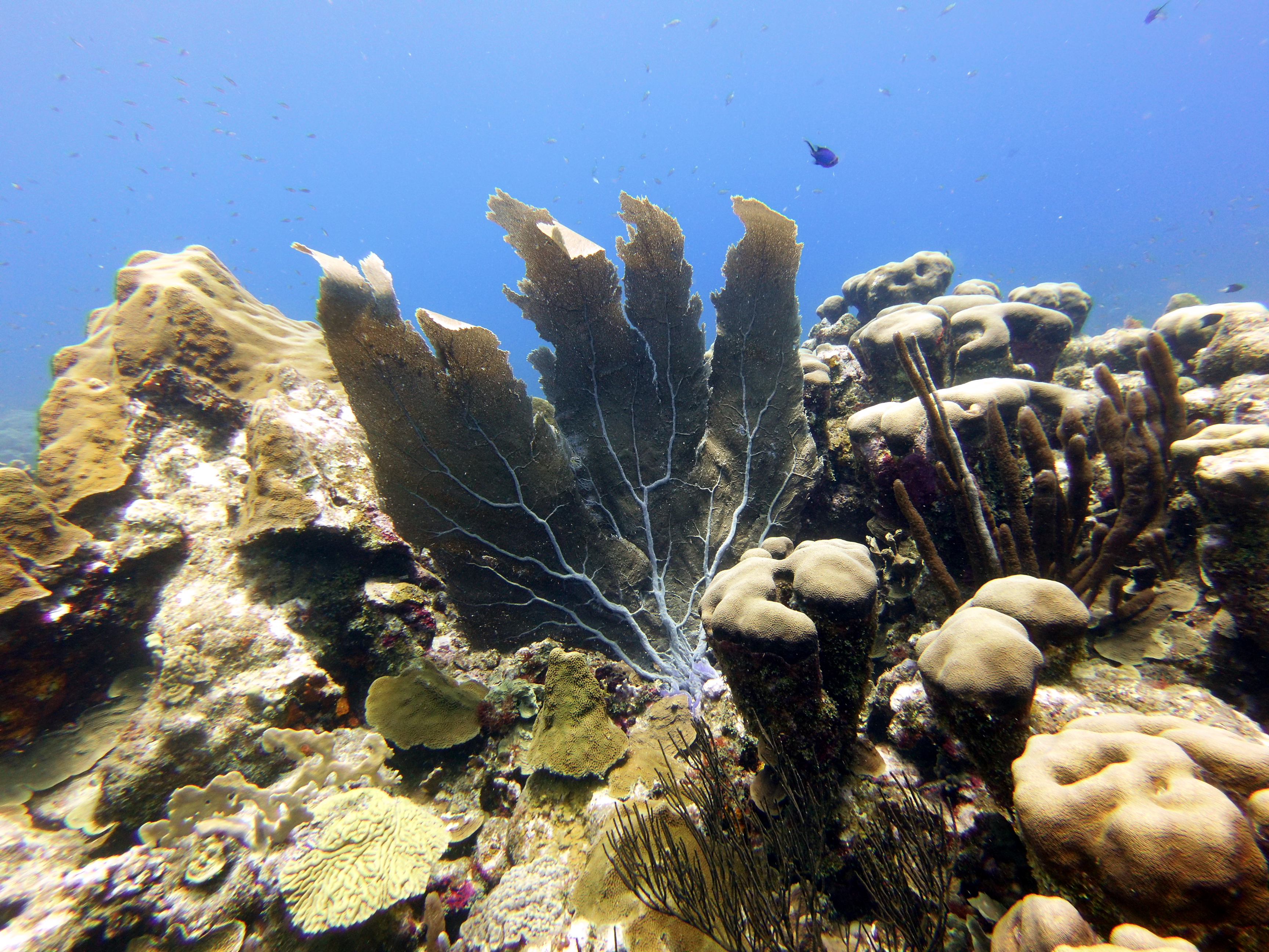Big fan coral at Watamula