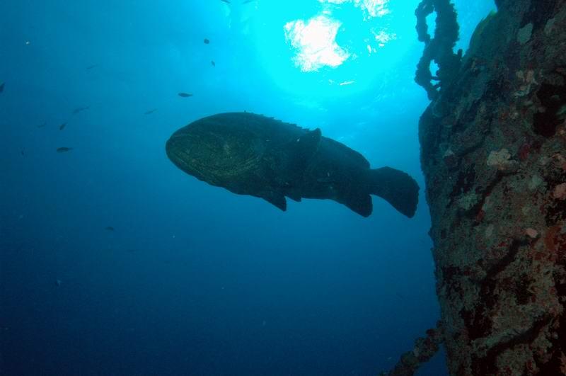 Big Guppy