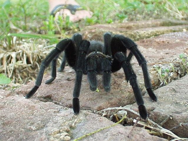 Big Hairy One