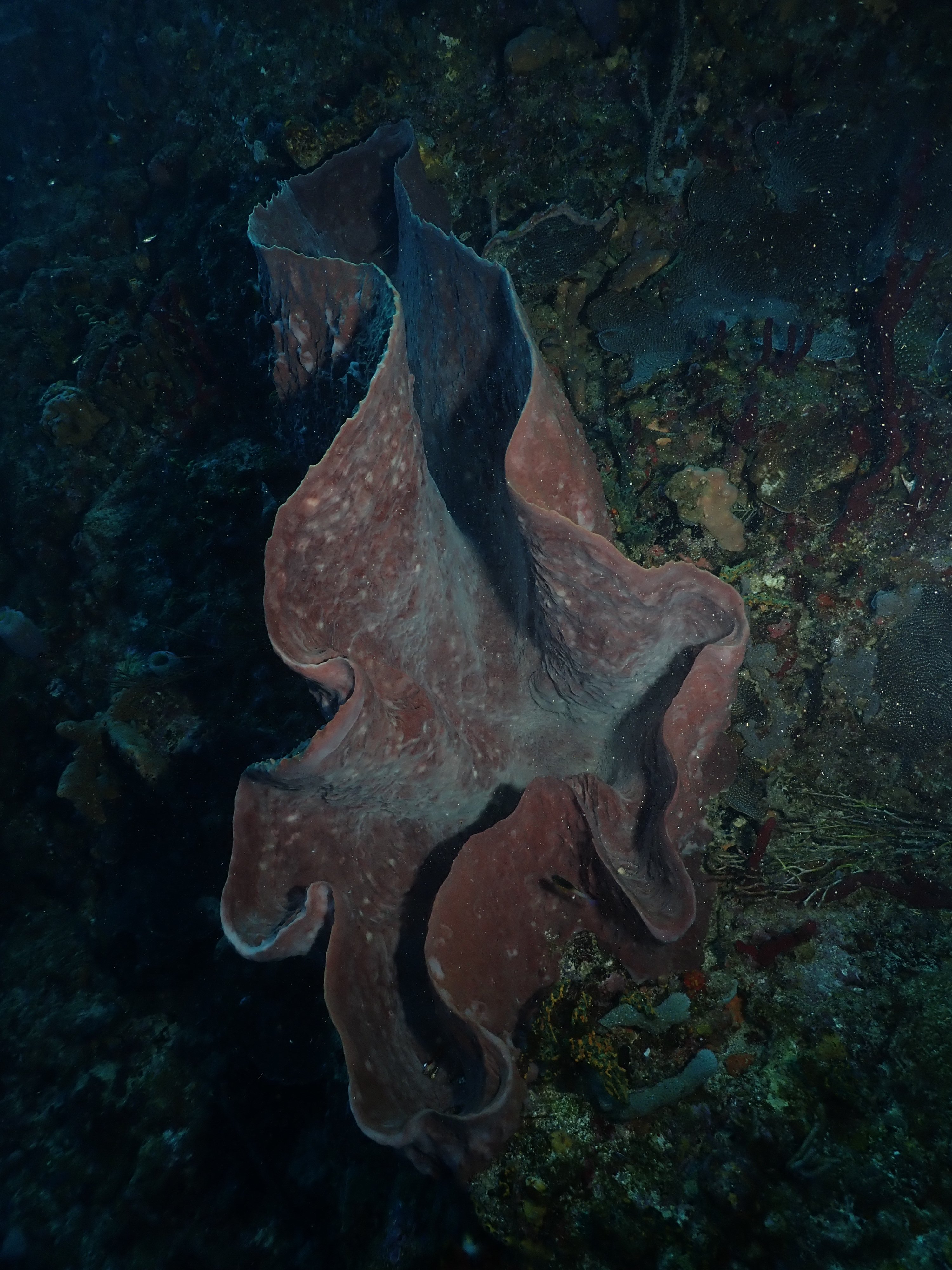 Big sponge