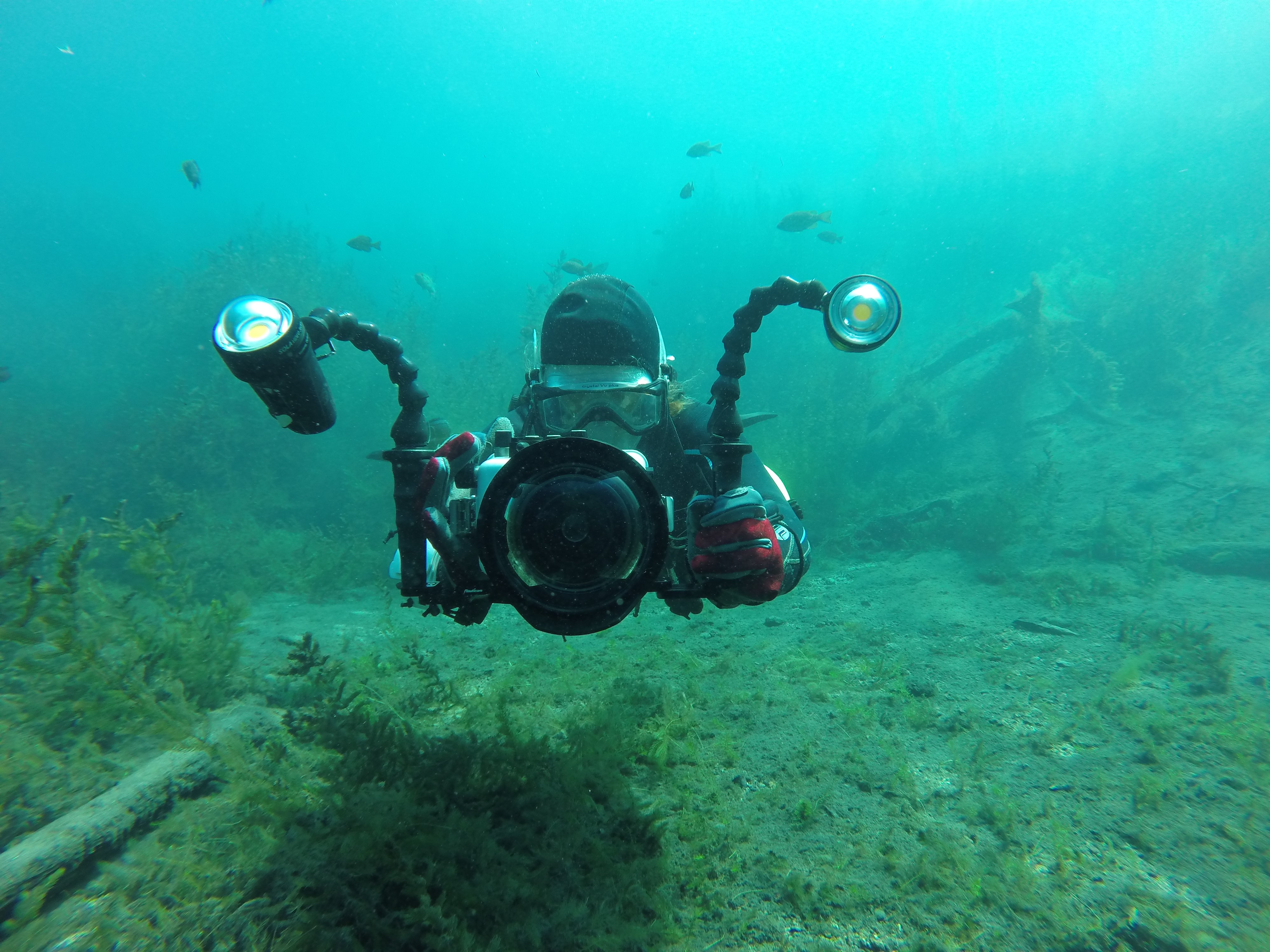 Birddog, a fish eye view