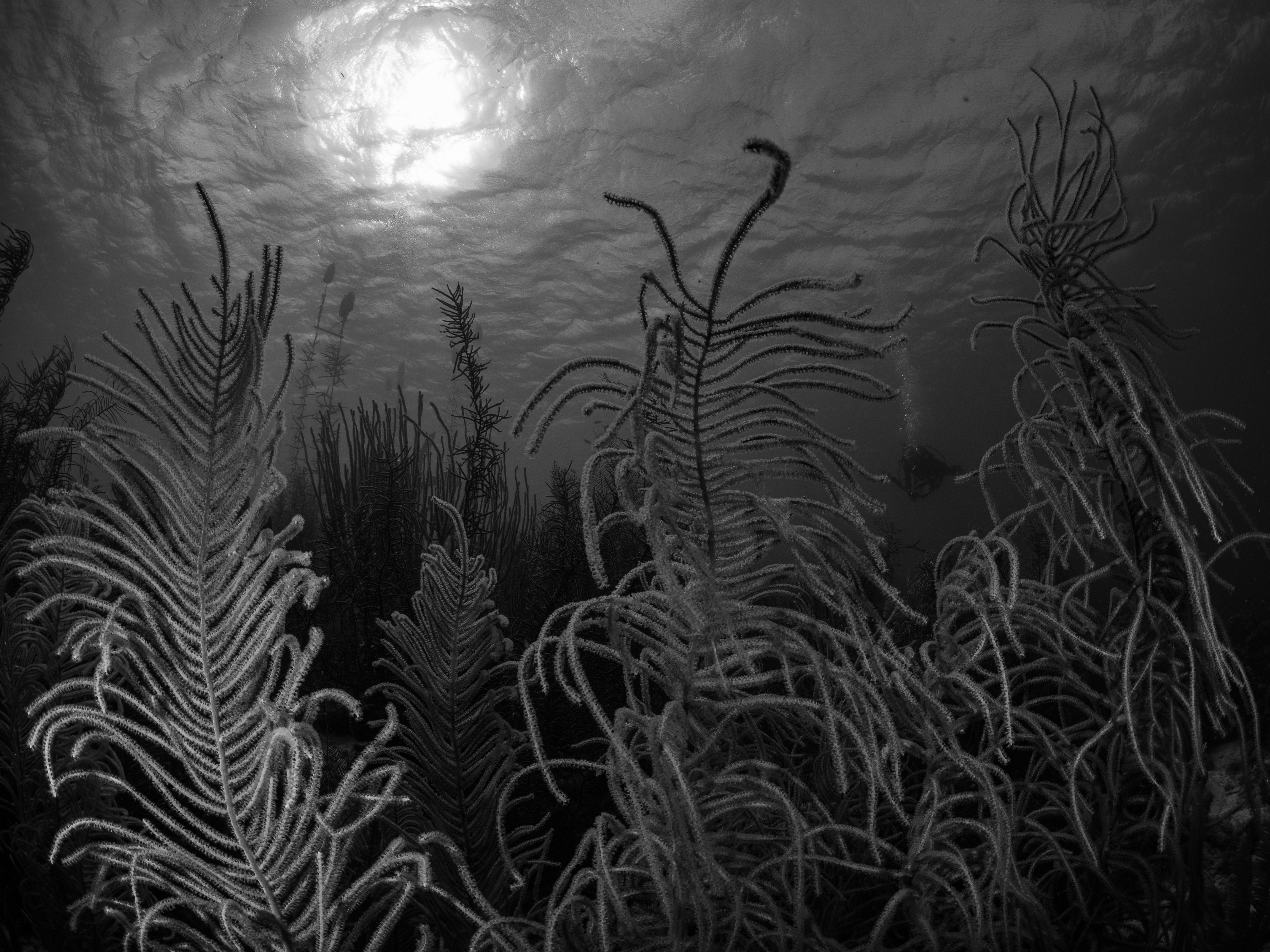 Black and white uw.jpg