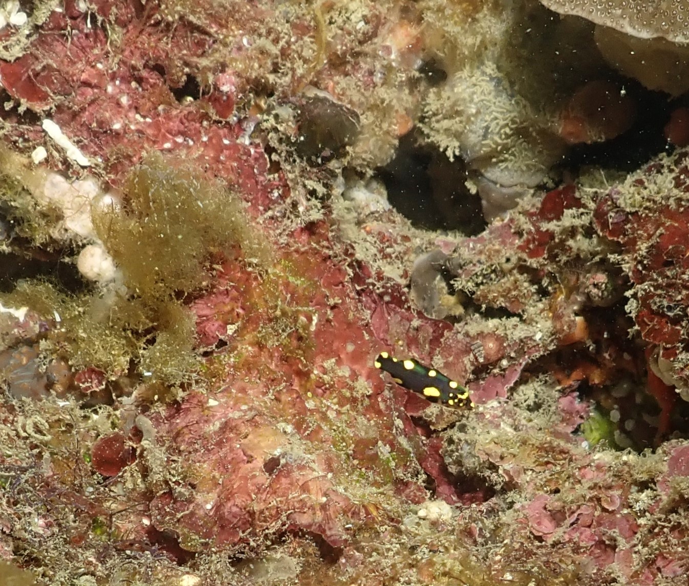 Black and yellow black and yellow