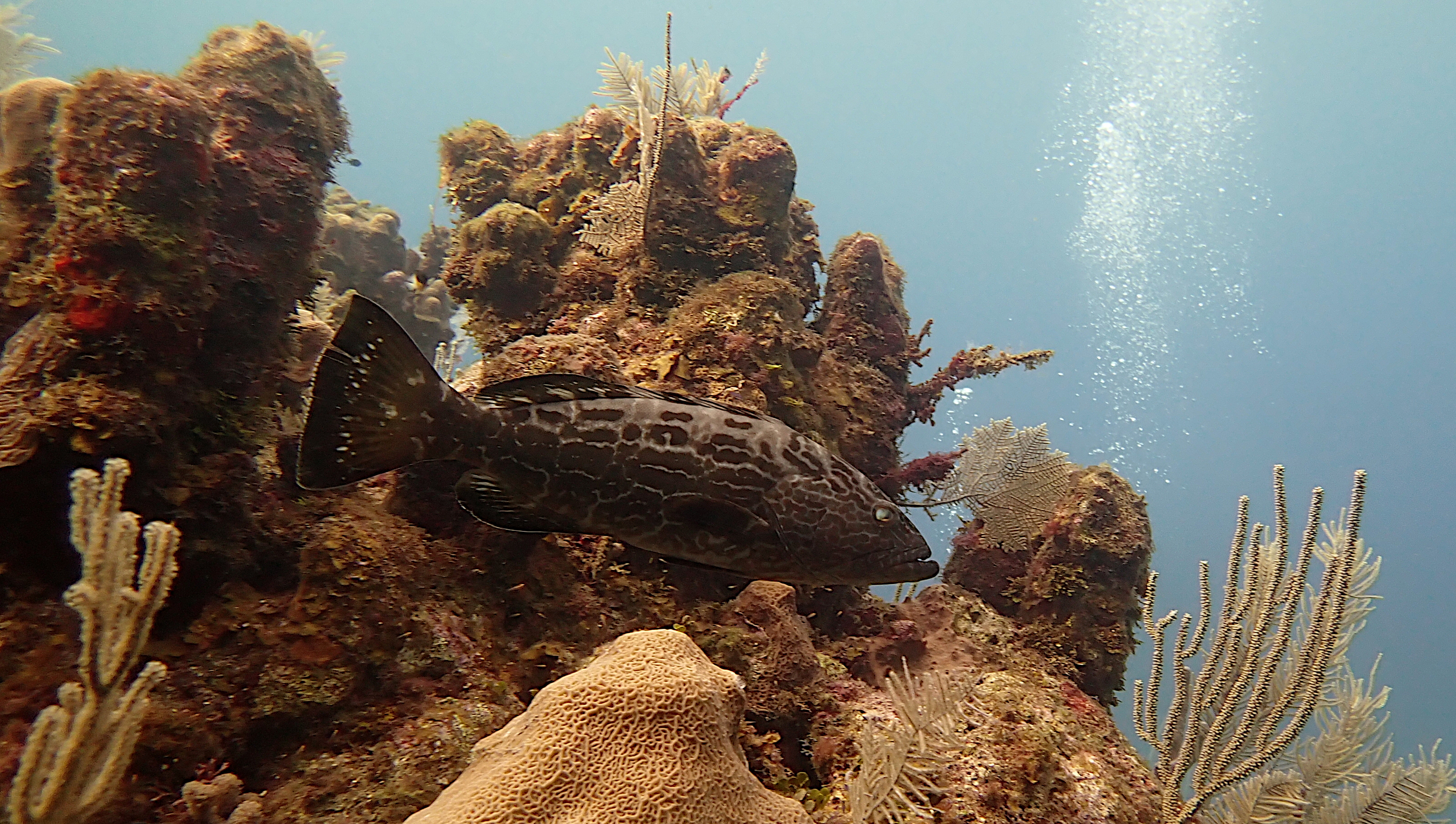 Black grouper