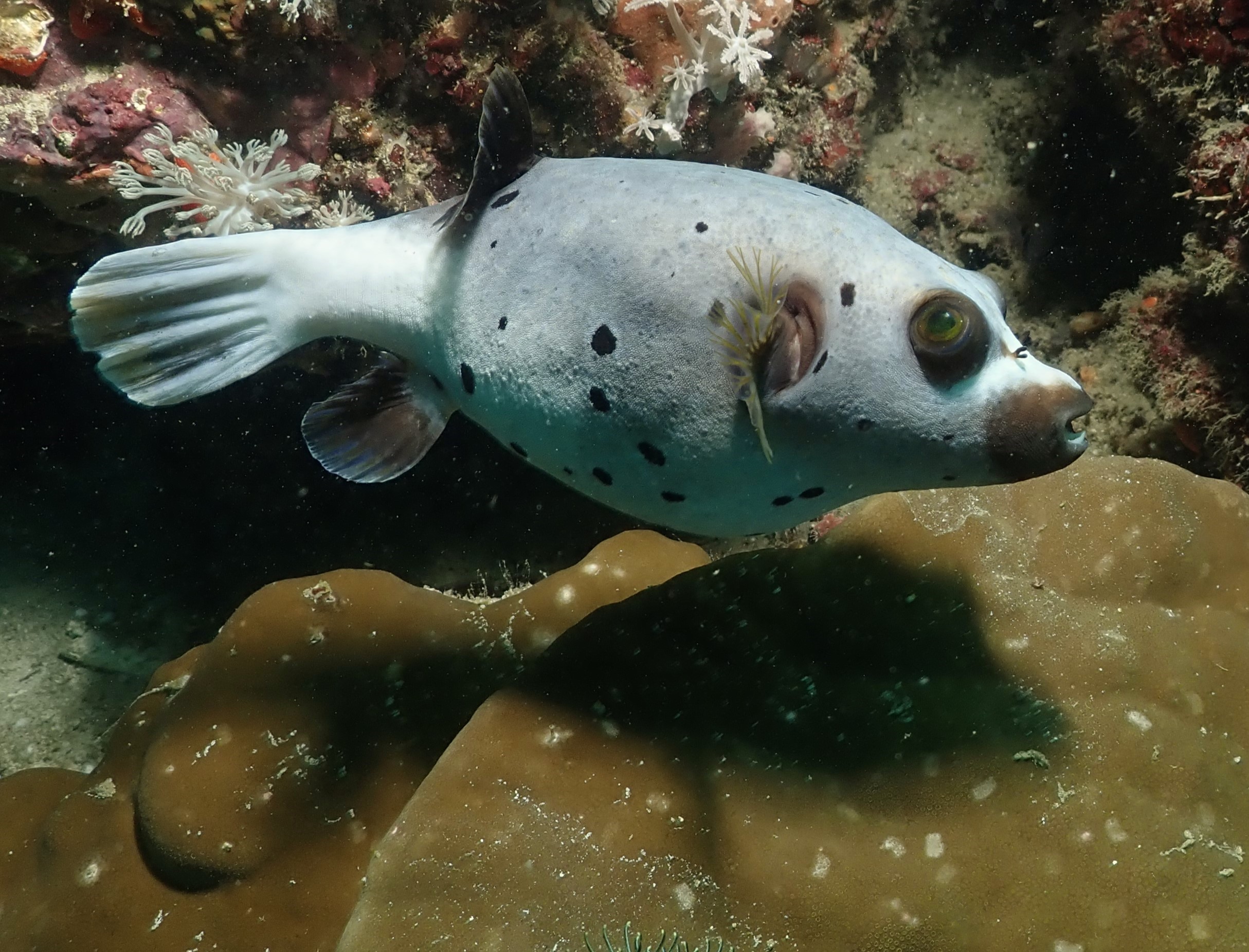 Blackspotted puffer
