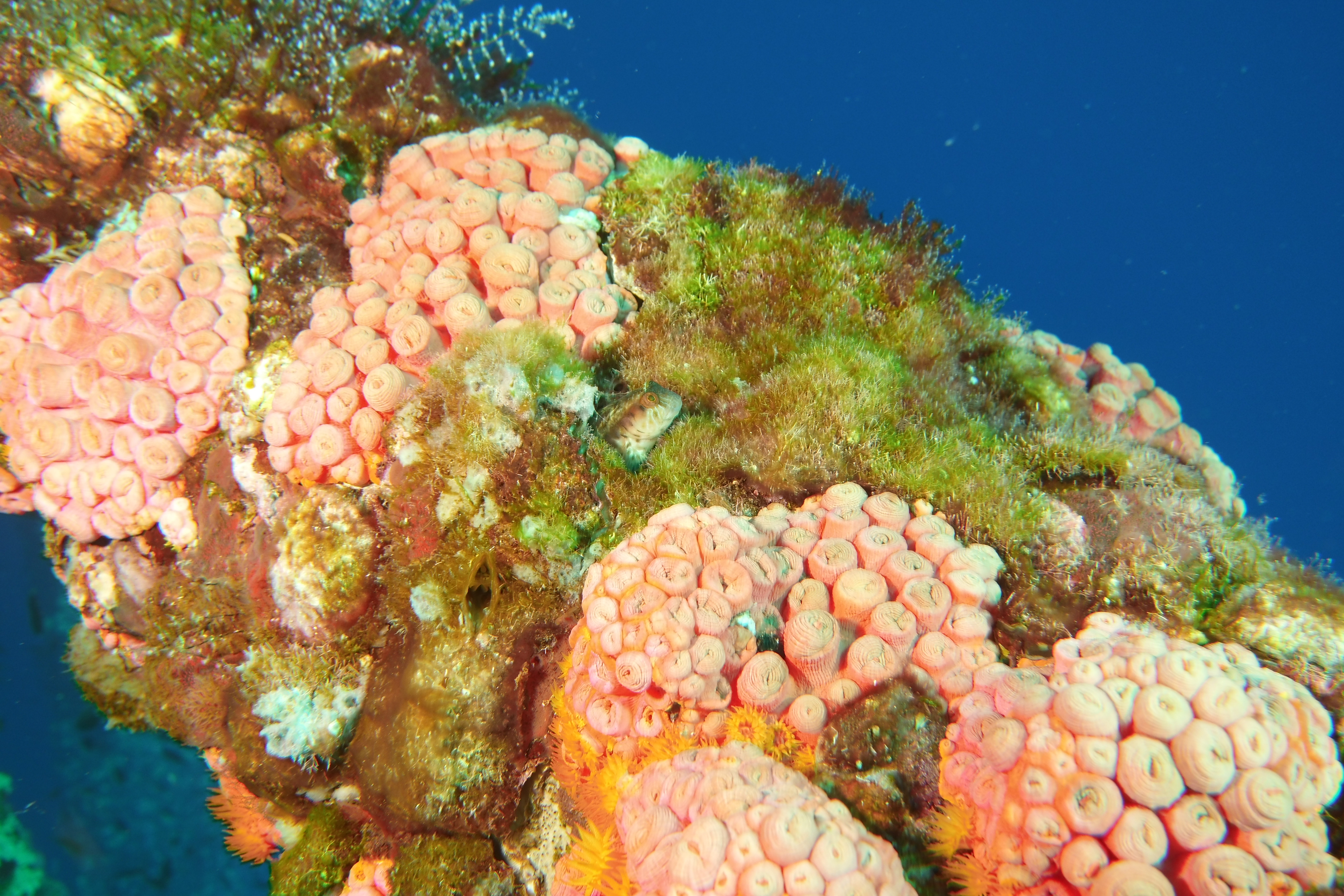 Blenny poking its head up in coral on the rig leg