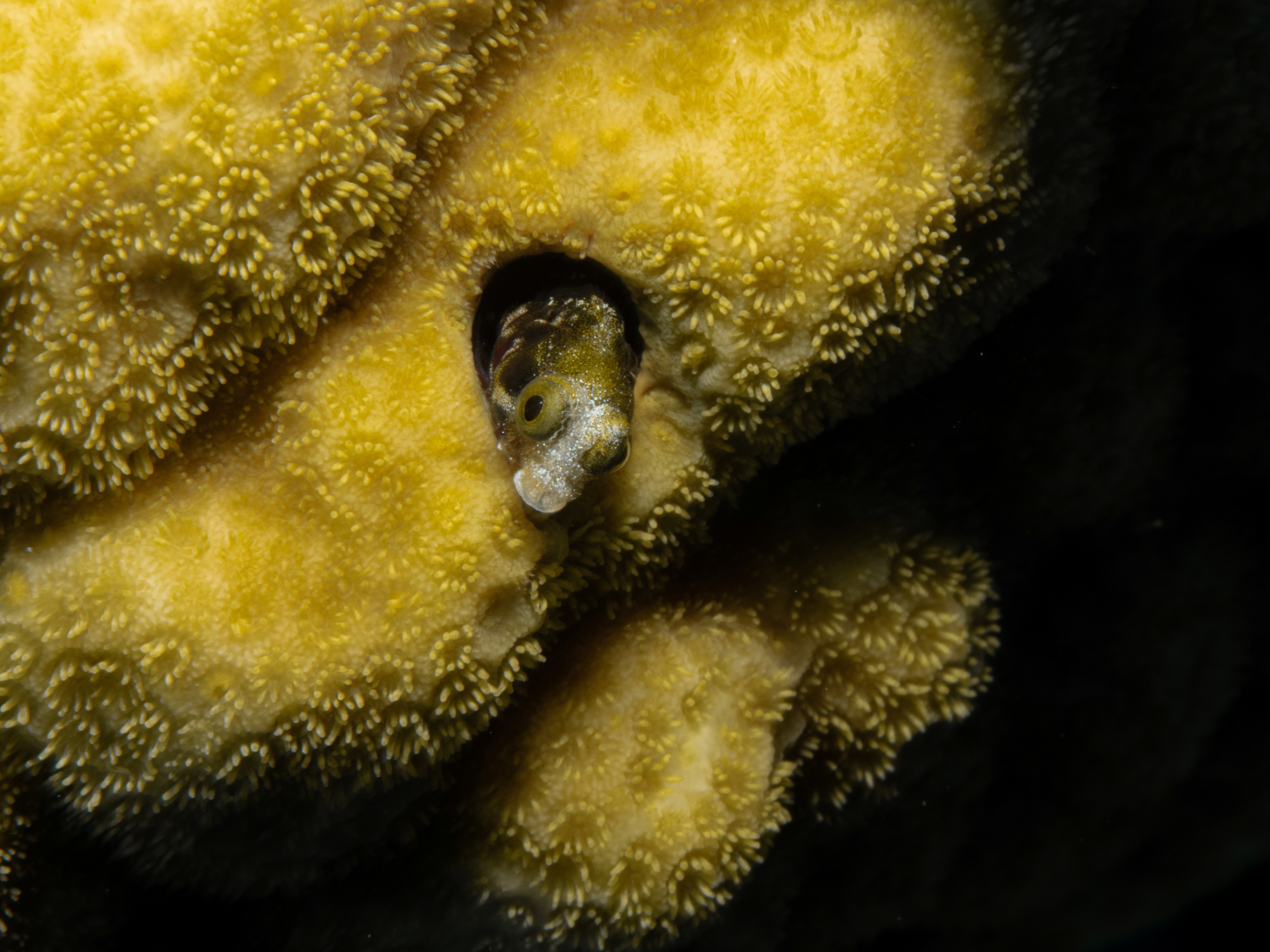 blenny2