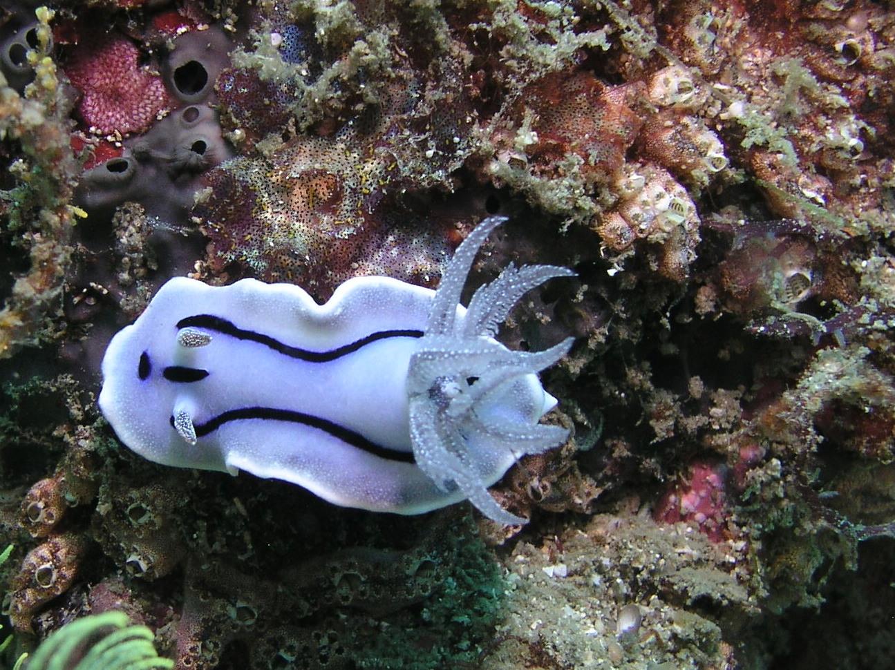 Blue nudi