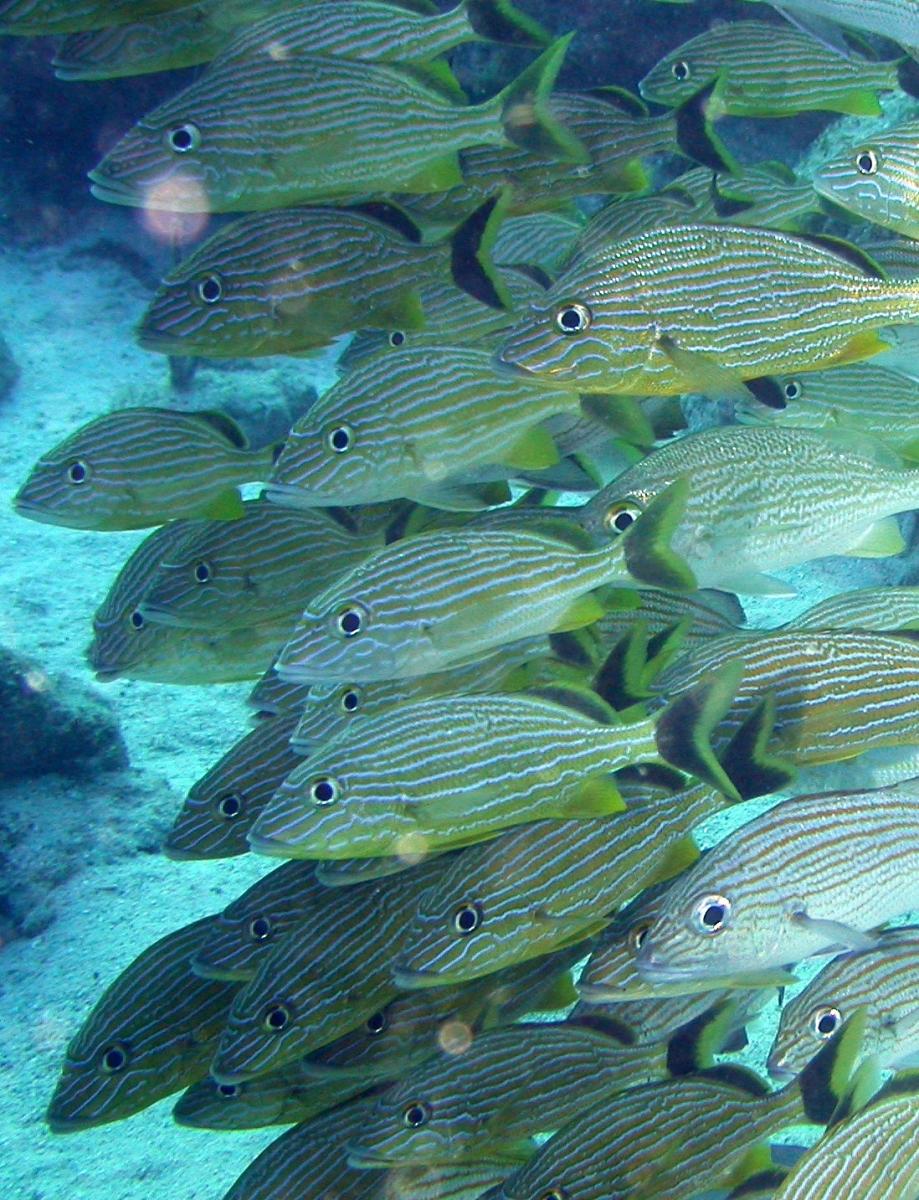 Blue Striped Grunts
