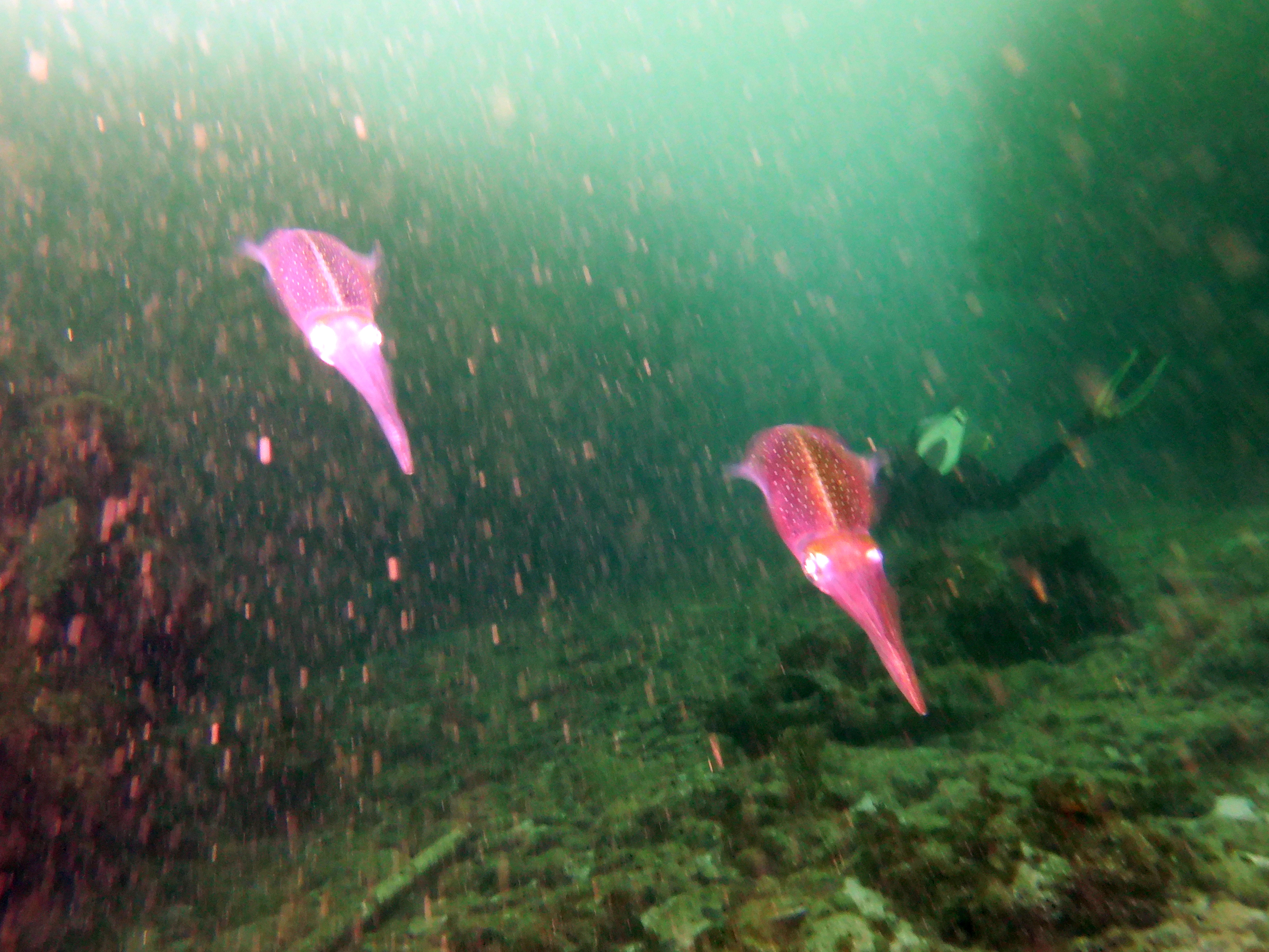 Blurry squid!
