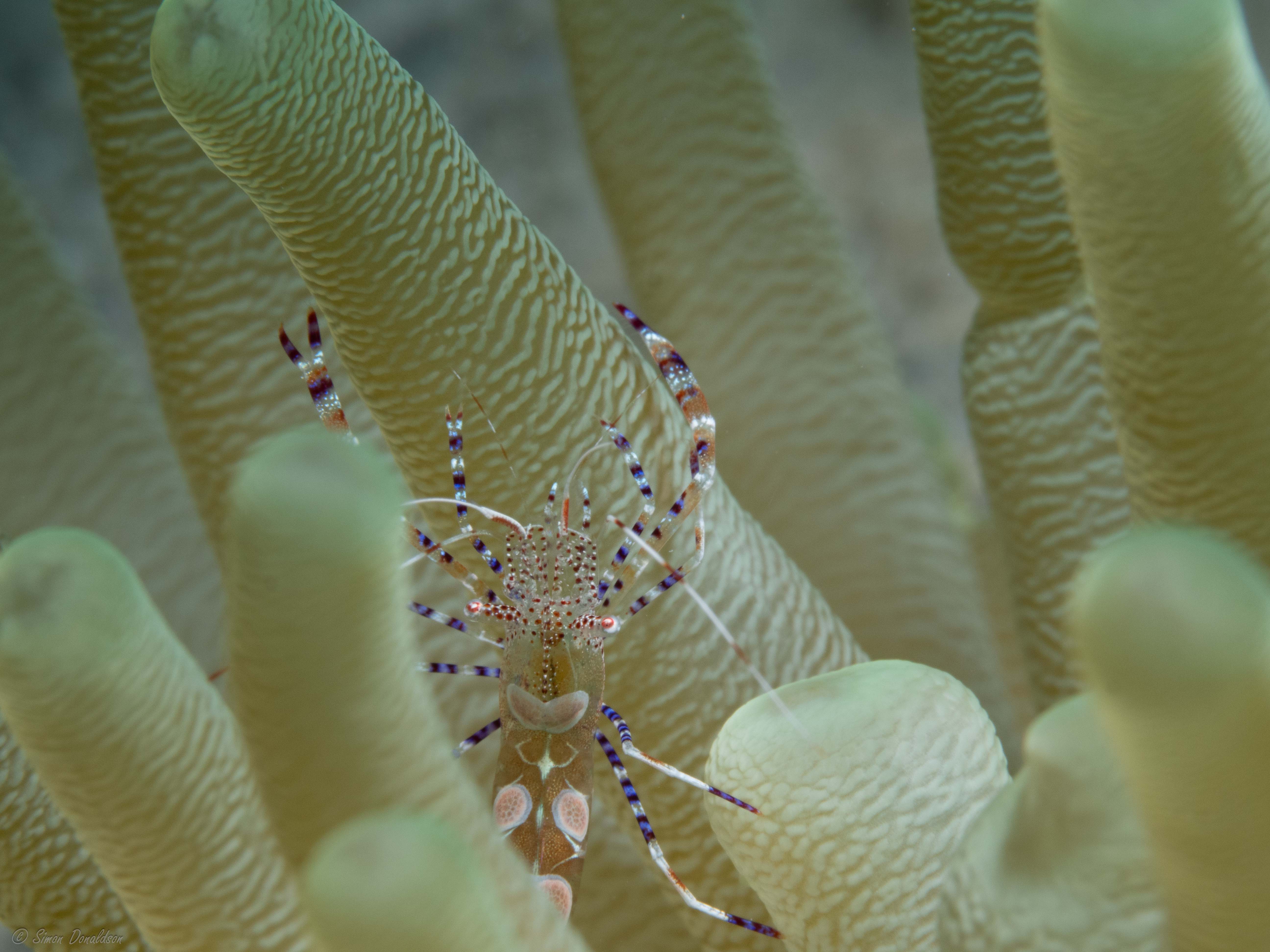 Bonaire_DSO-3.jpg
