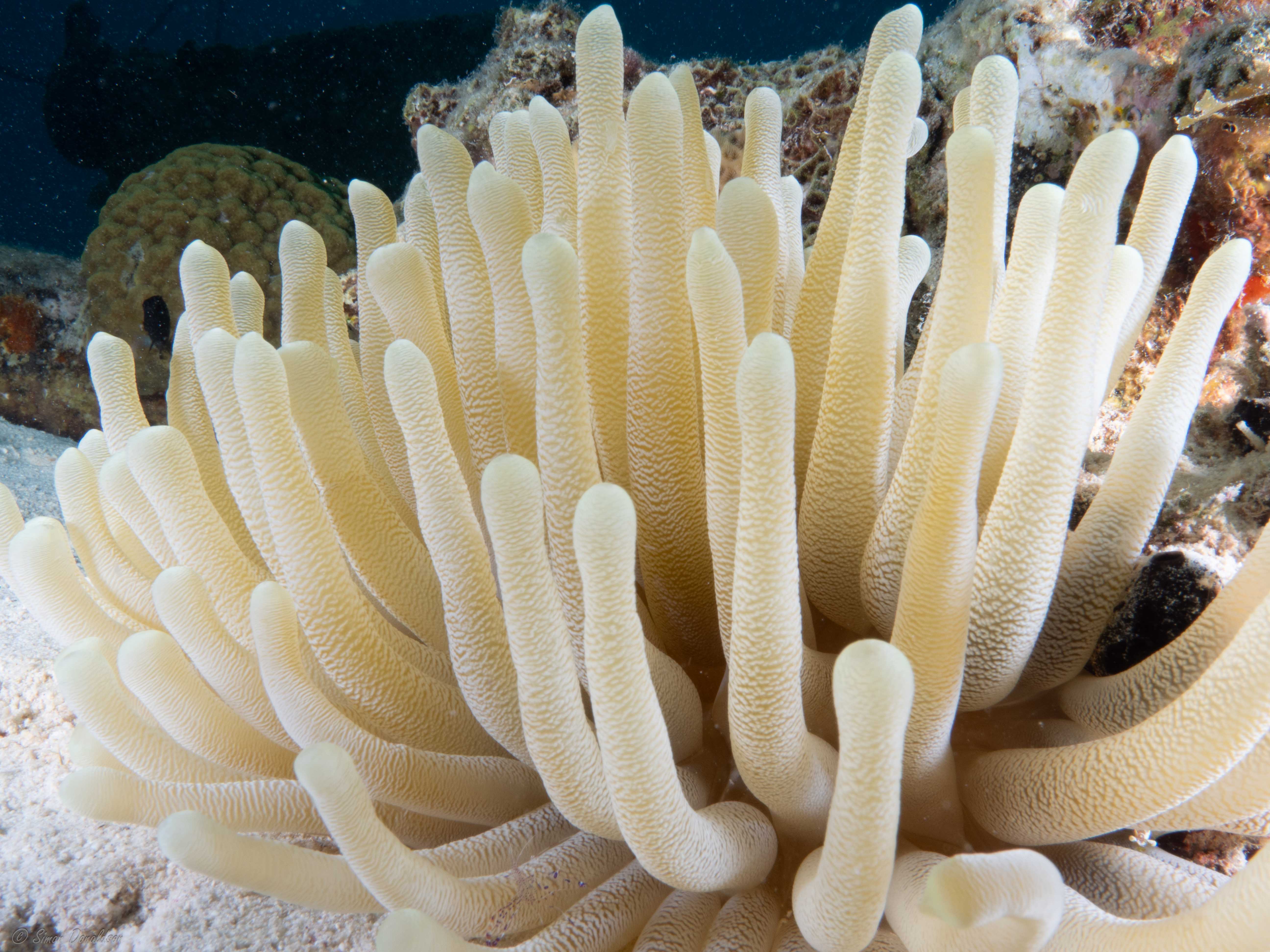 Bonaire_DSO-6.jpg