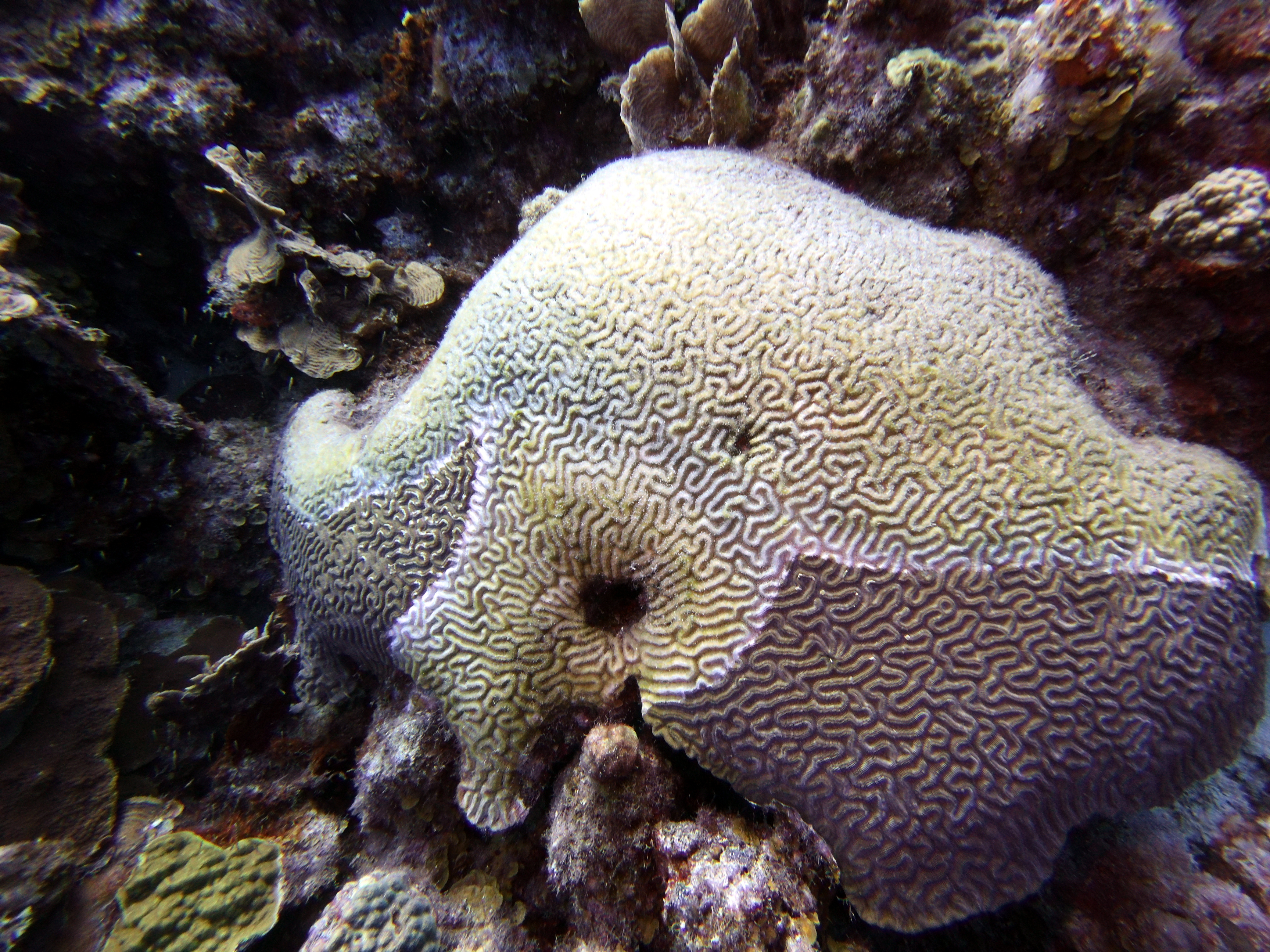 Brain coral at Black Coral Garden