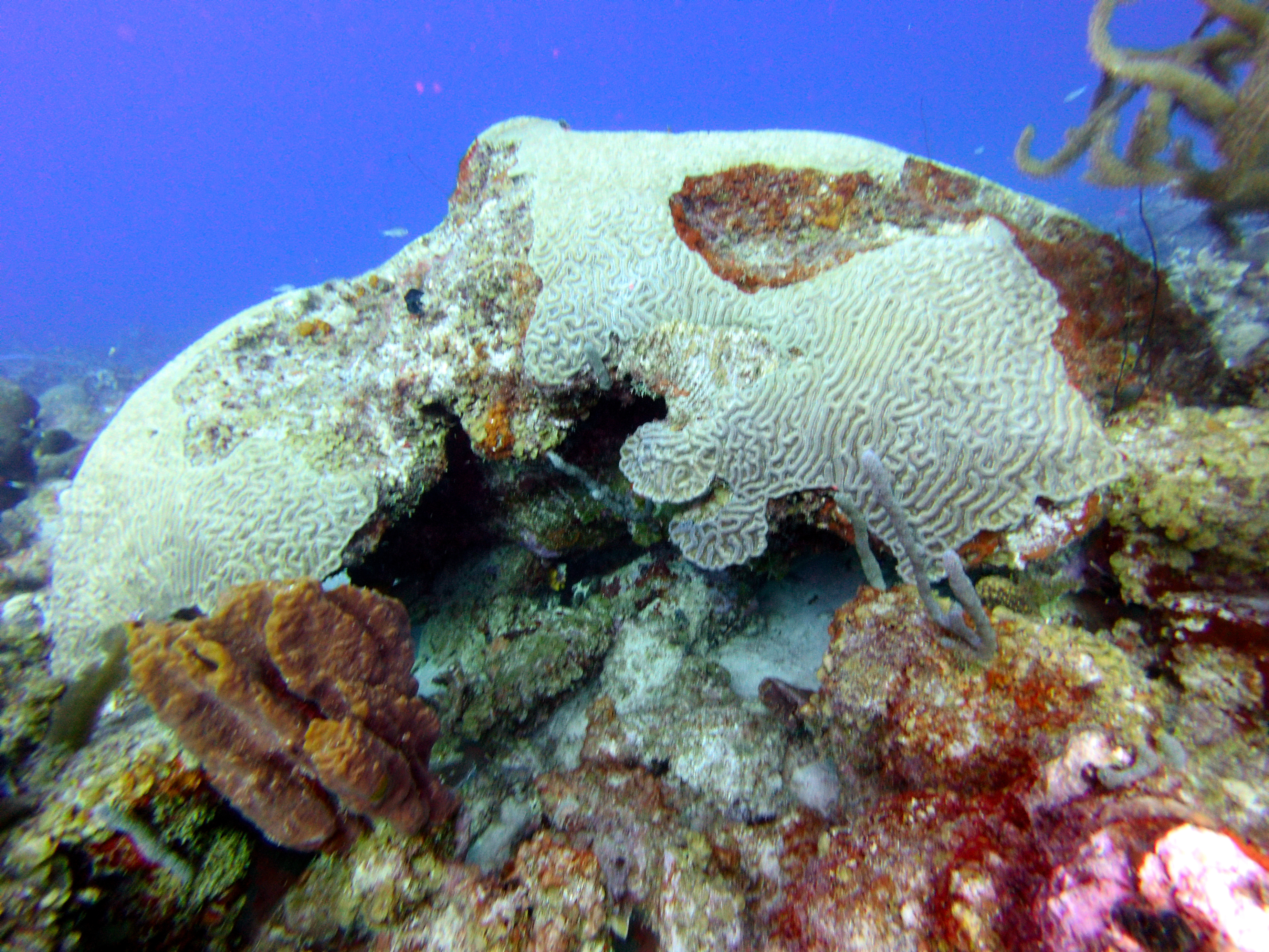Brain coral at Playa Jeremi