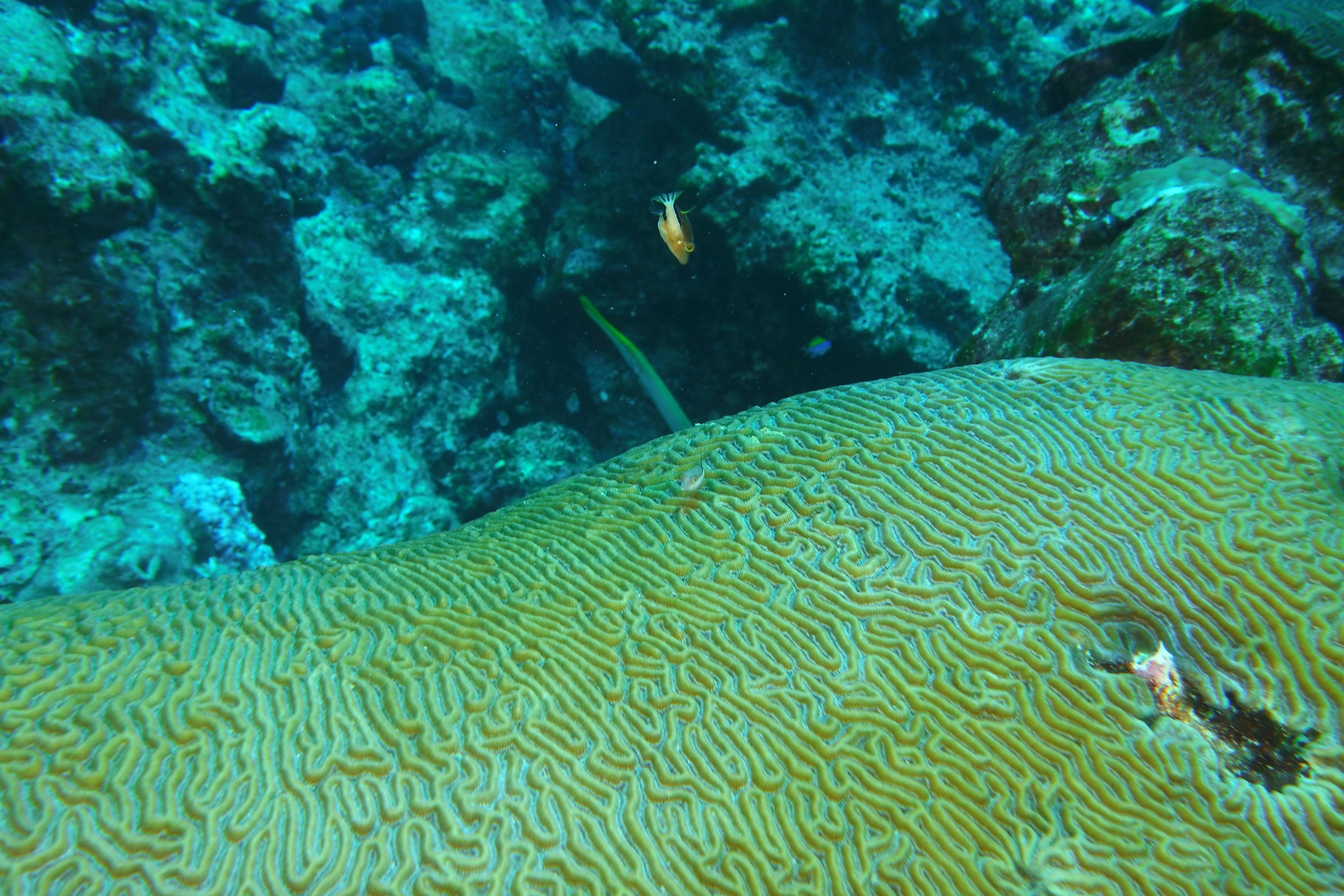 Brain coral, juvenile trunk fish and yellow trumpet fish on West Bank #1.