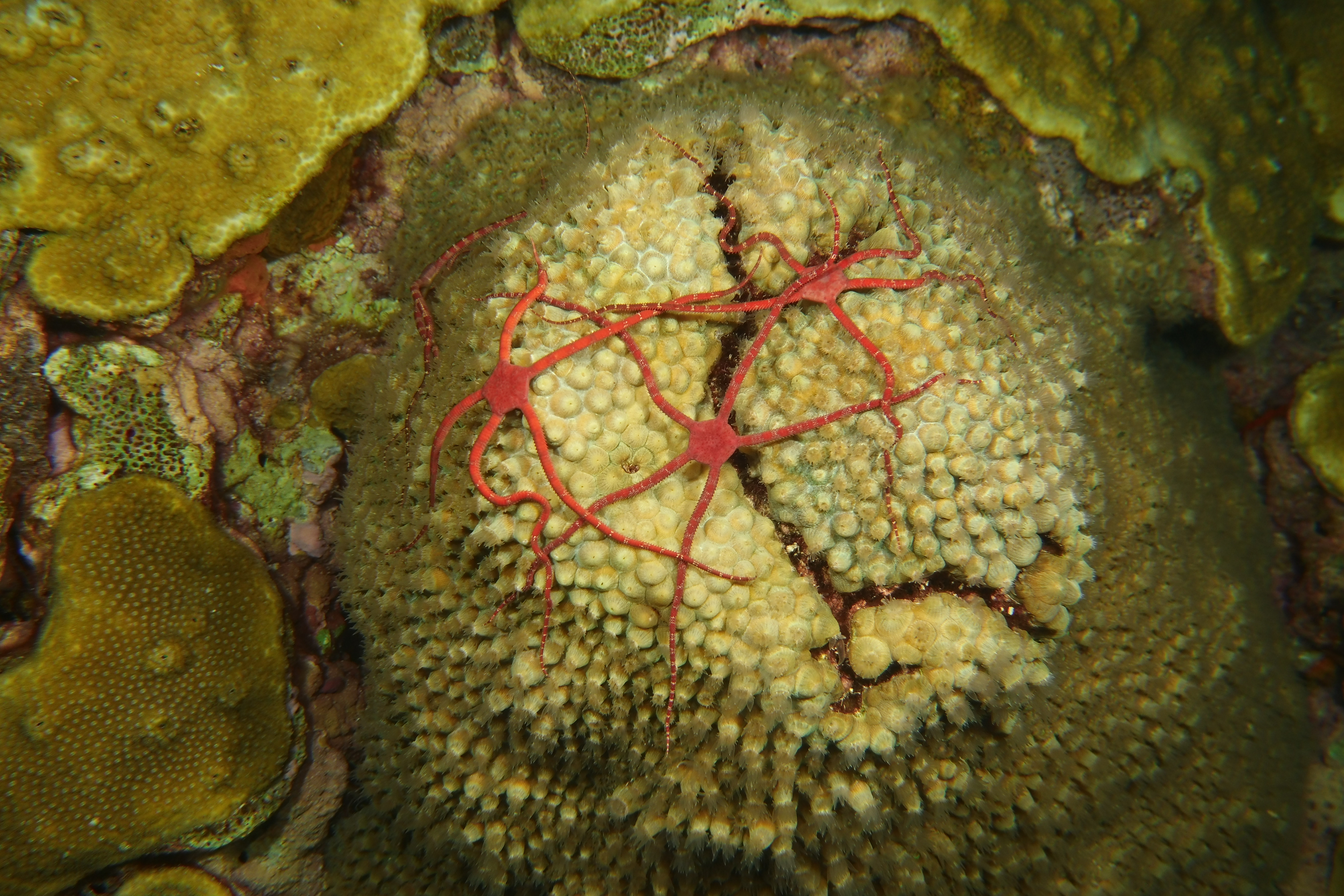 Brittle stars on coral