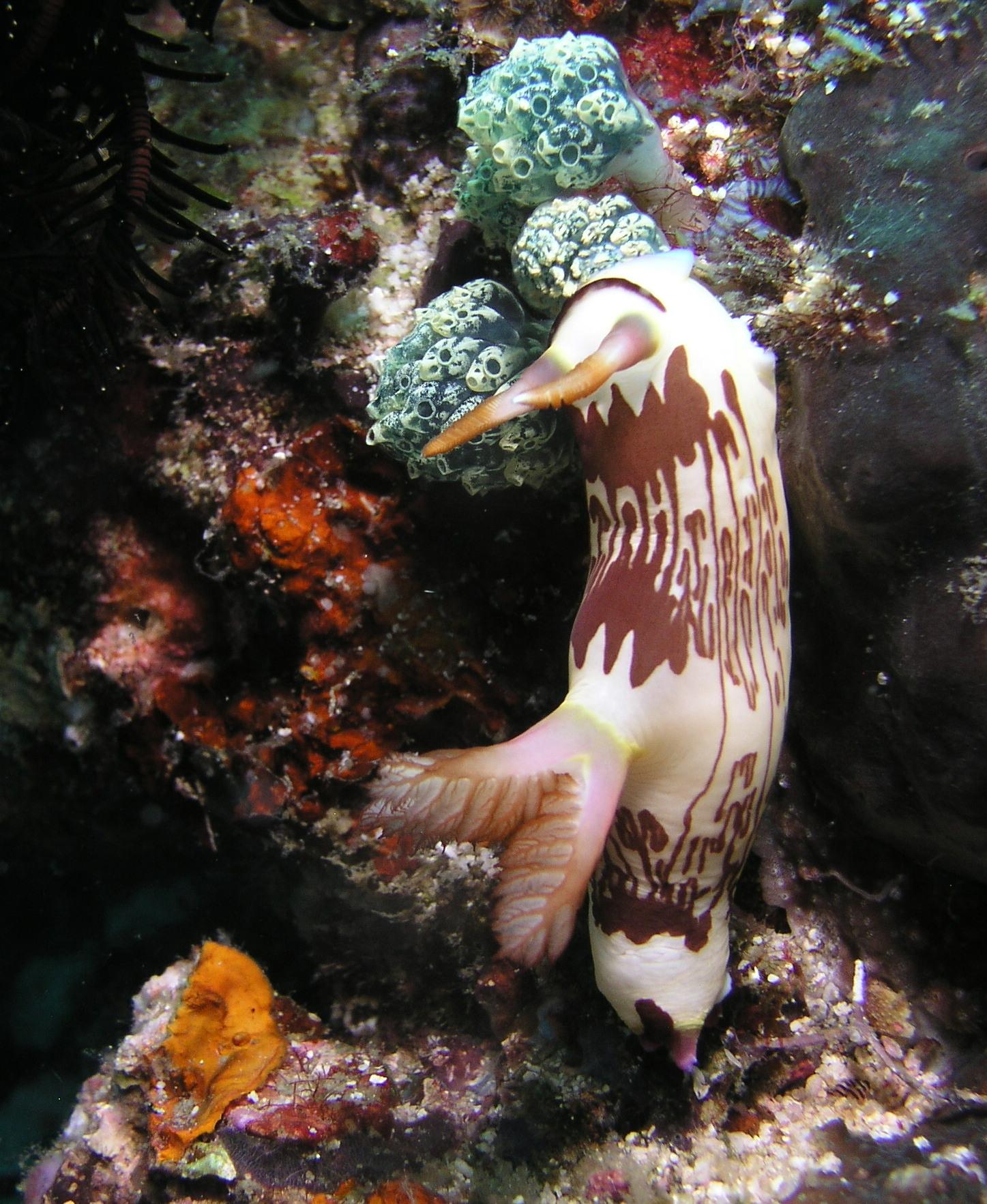 brownish nudi