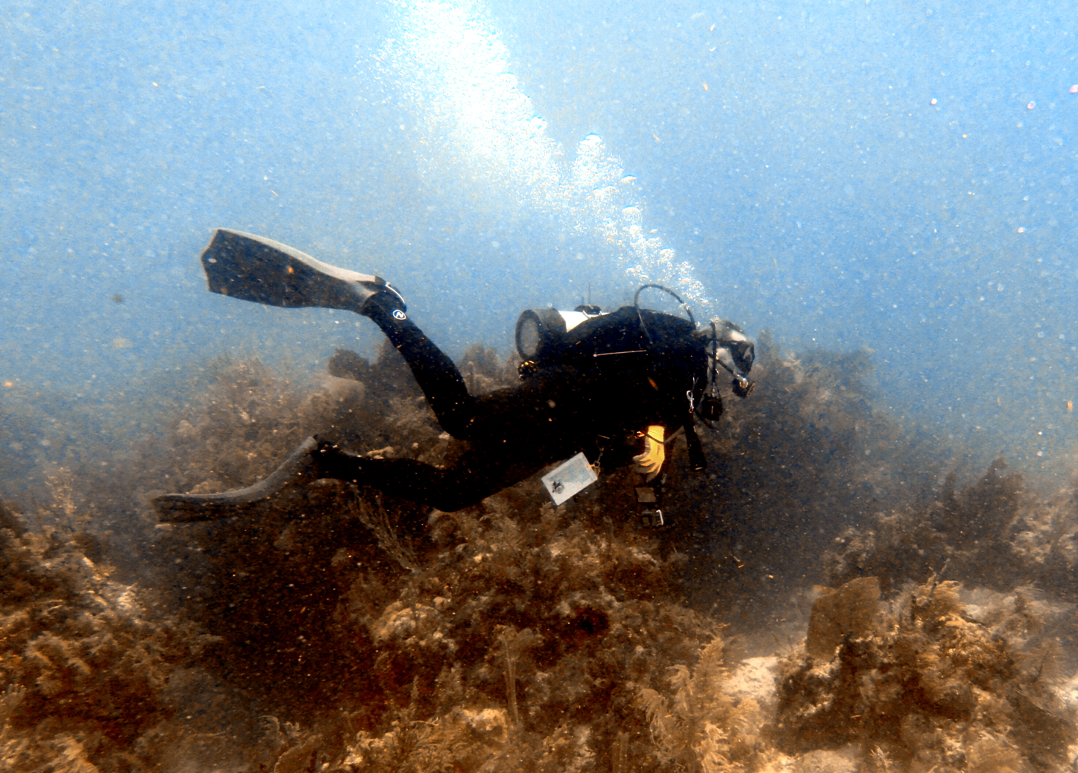 Bubblehead on Horseshoe Reef