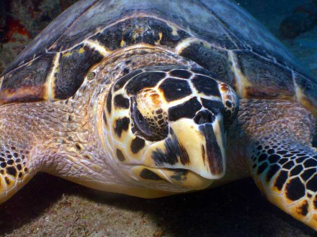 Buccanneer Barb
