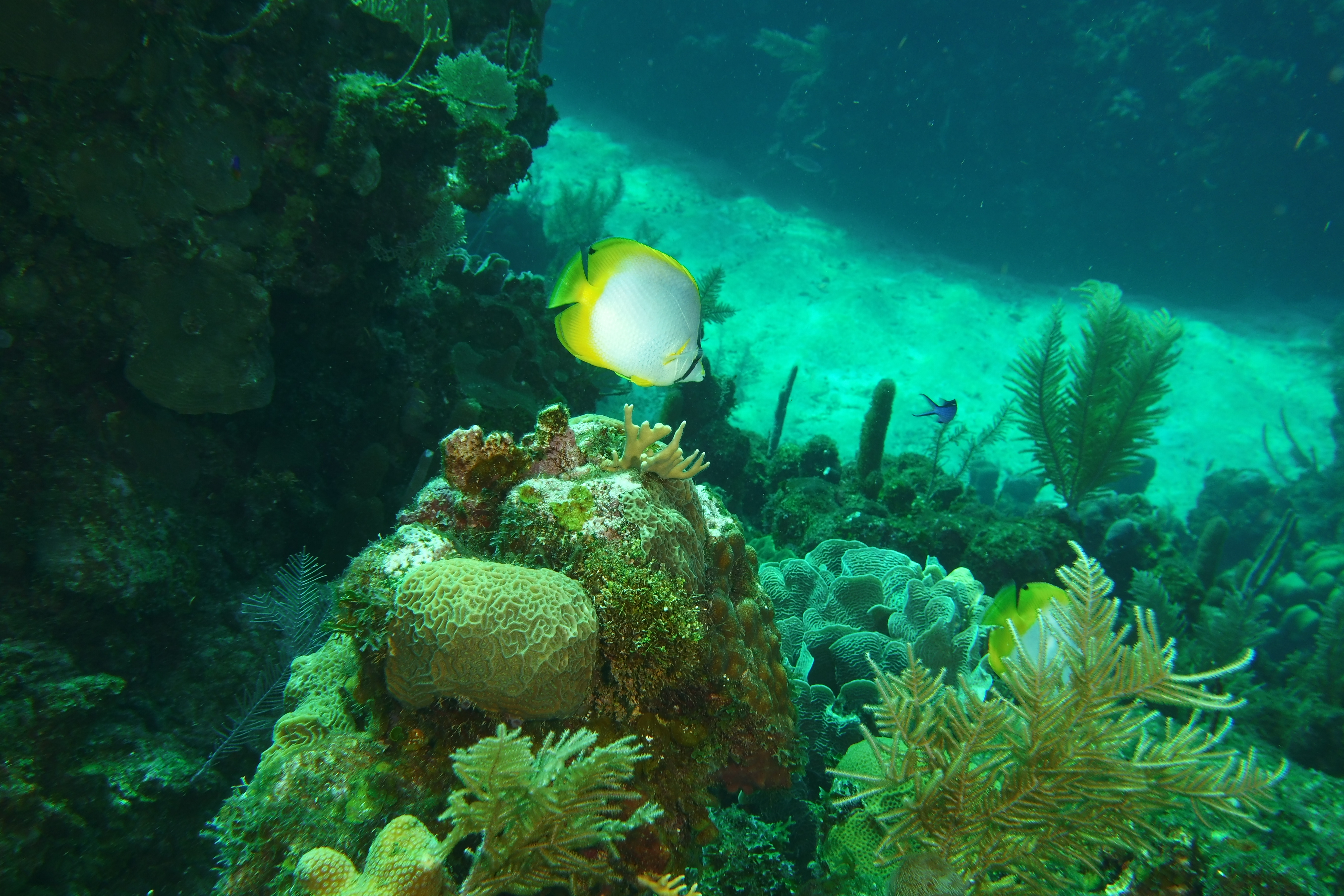 Butterfly fish